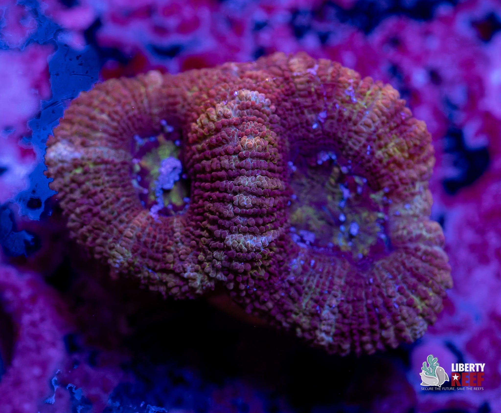 Grape Ape Acan Frag