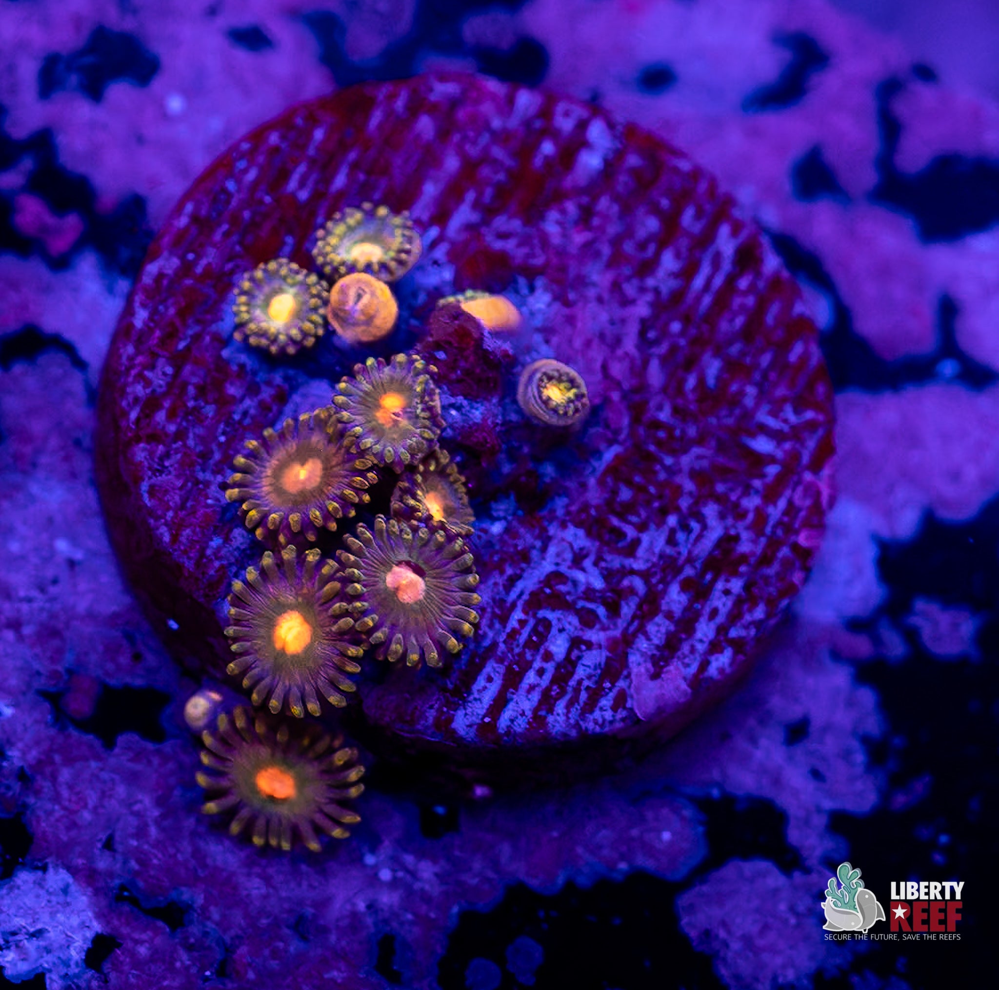 Blowpop Zoas