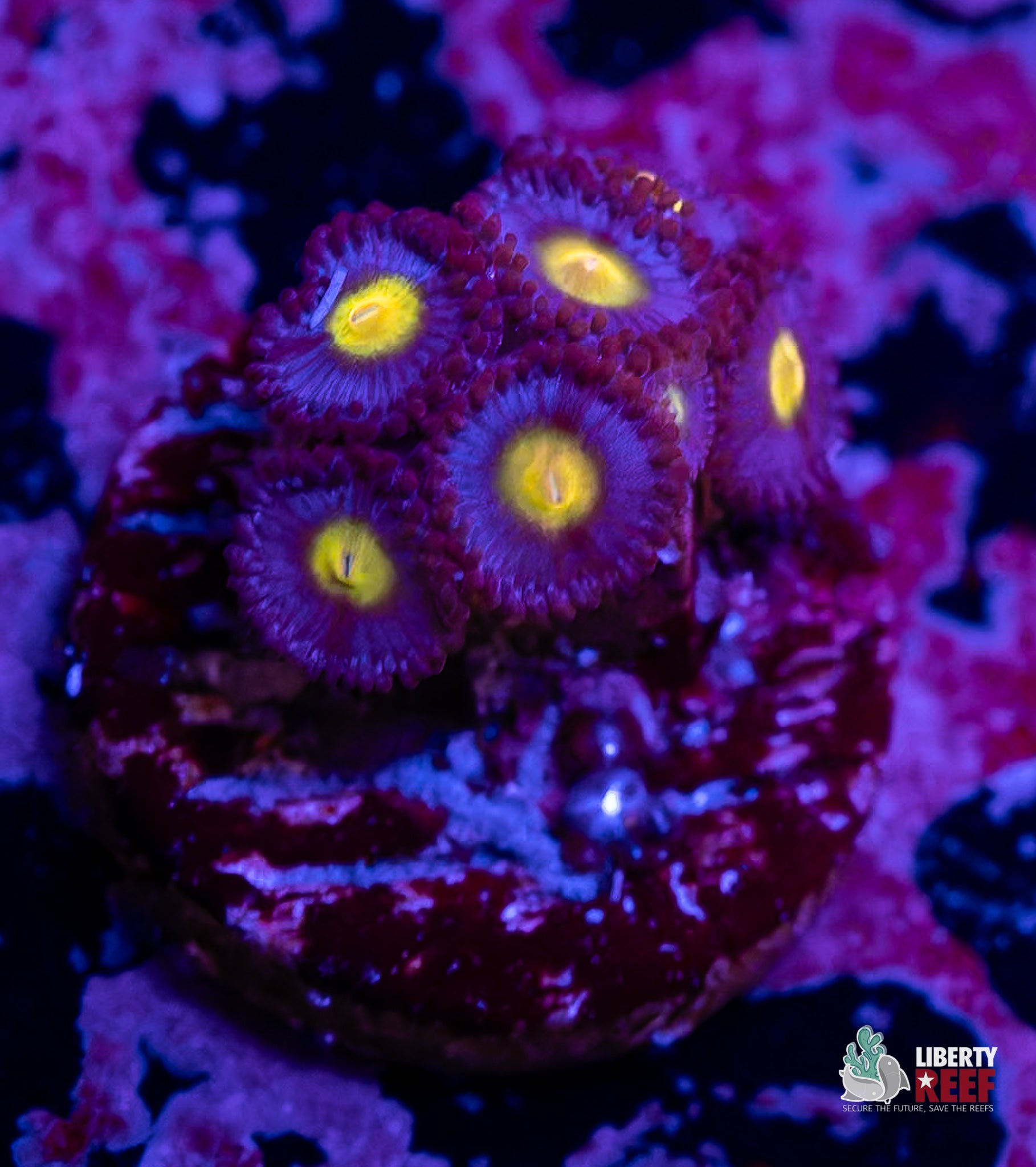 WWC AOI Zoas