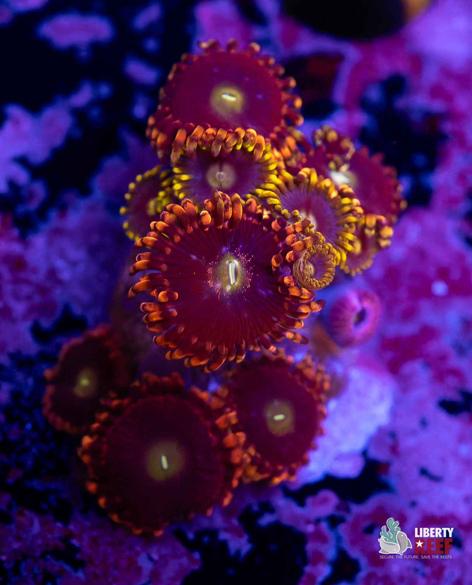 Blueberry Fields/ Big R Bozo Zoas