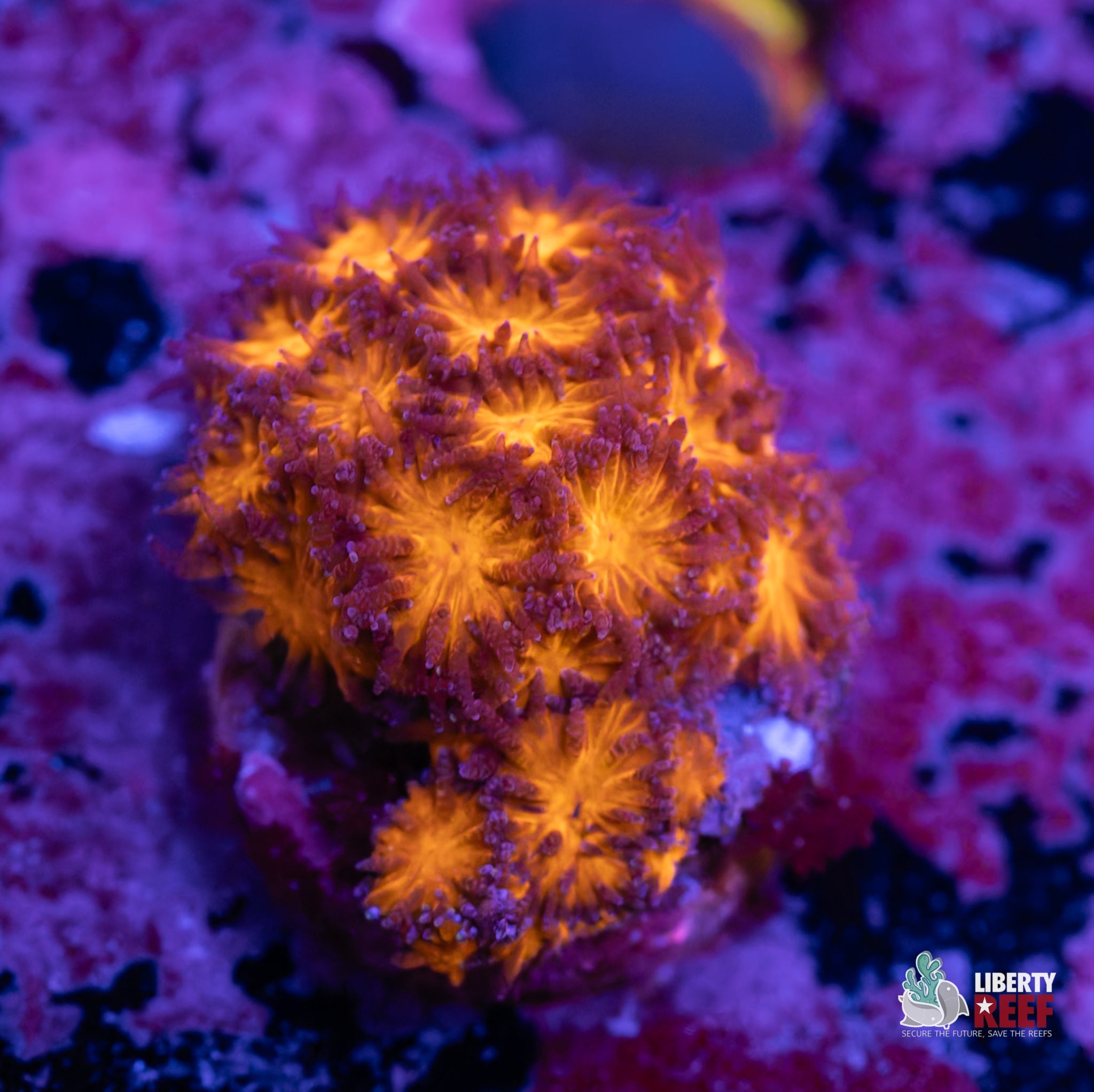 Autumn Leaves Leptastrea