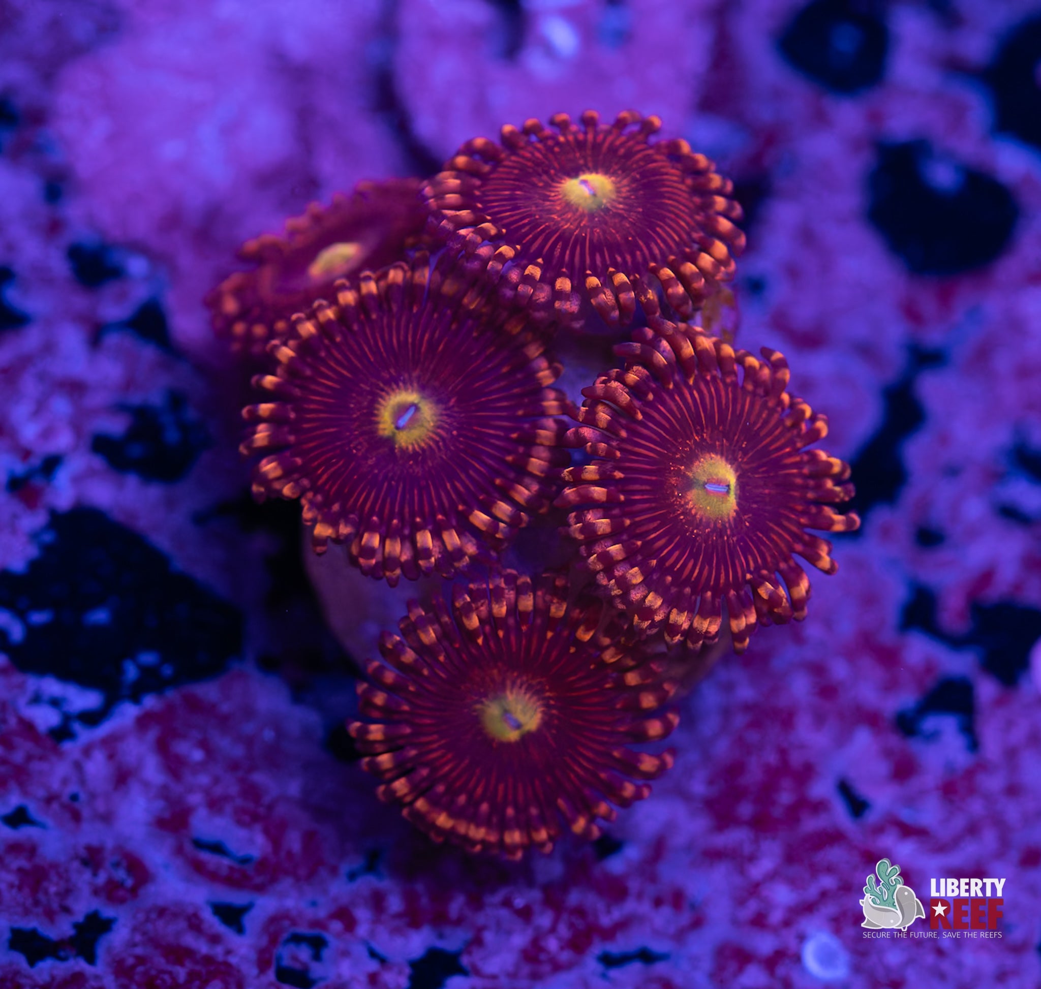 Big R Bozo Birthday Zoas