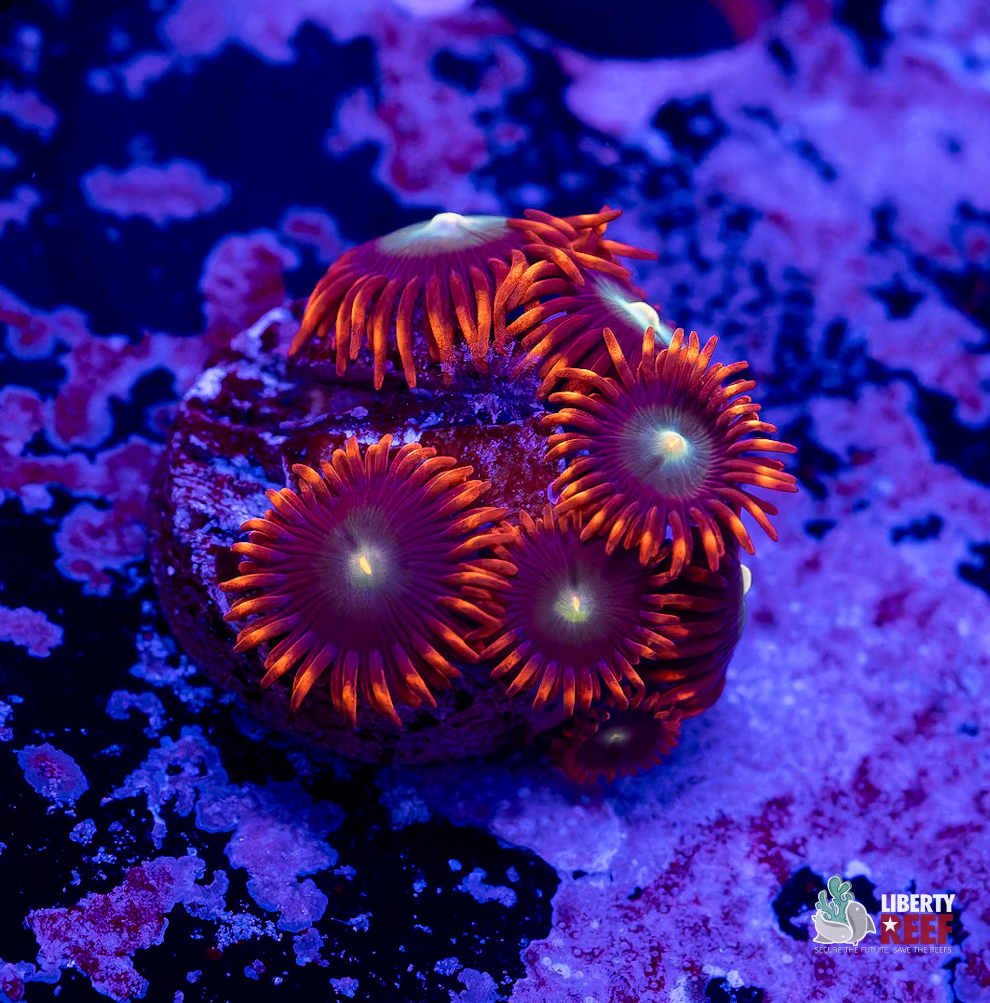 Punk Rocker Zoas