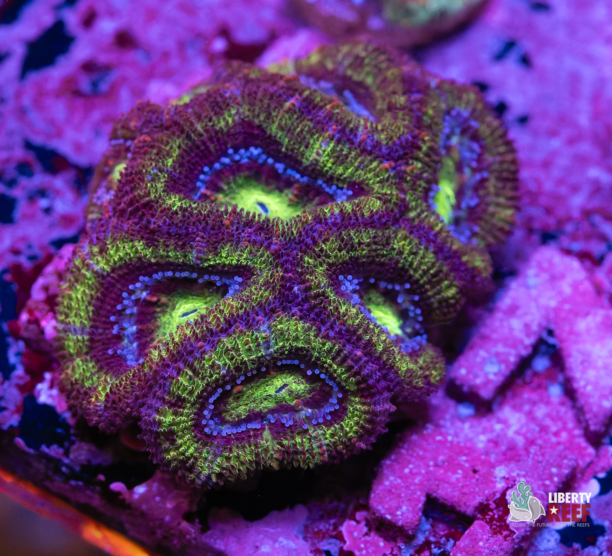 Galactic Acan
