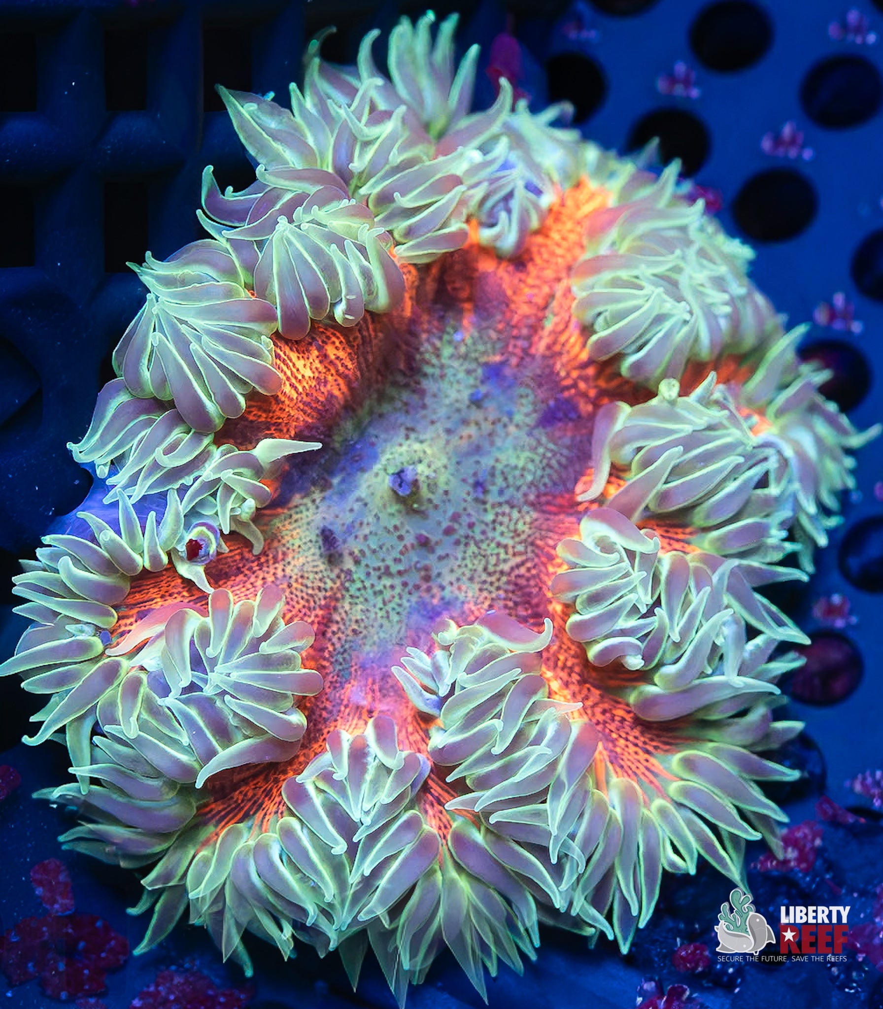 Orange Sherbert Rock Flower