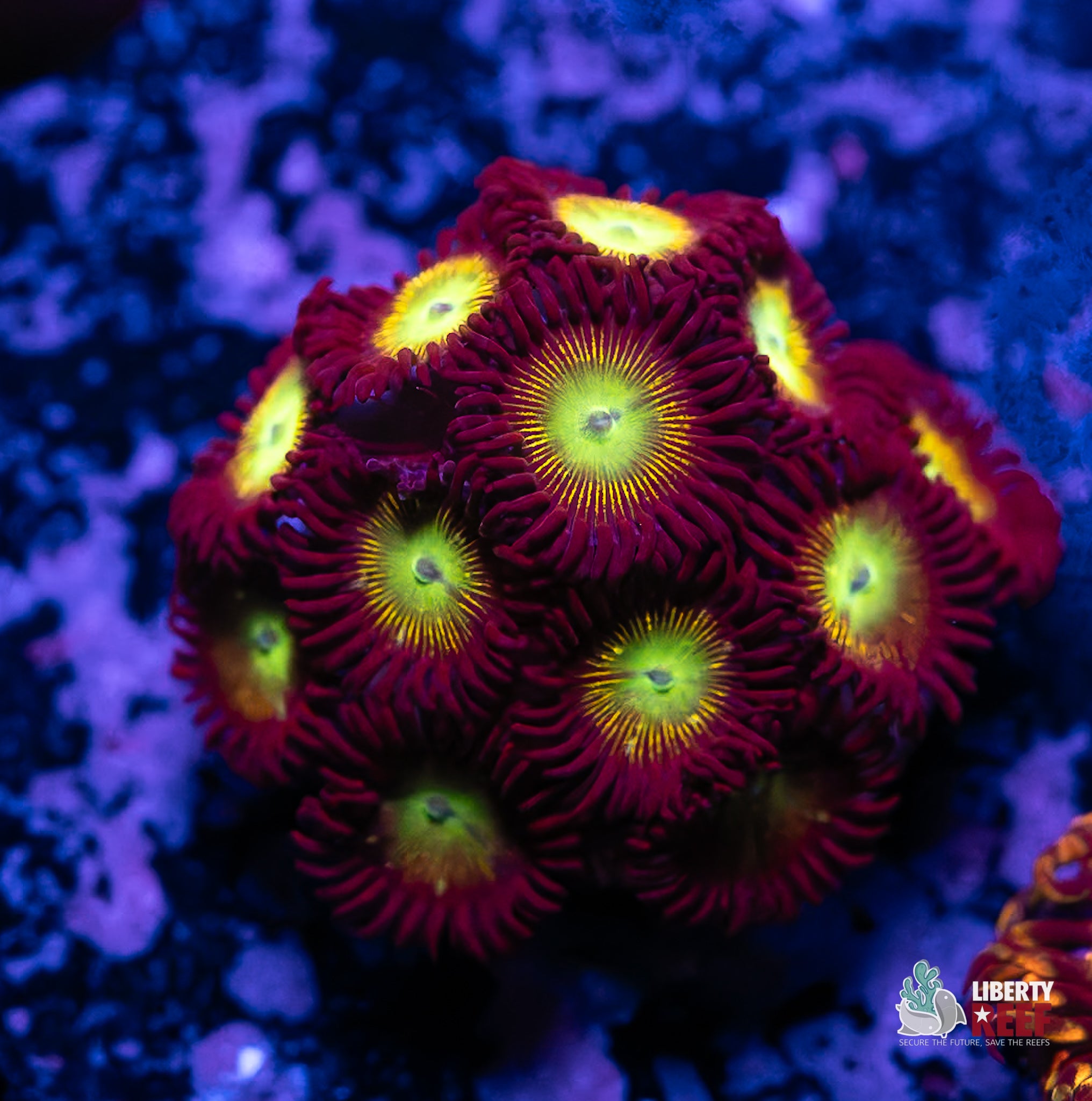 Nuclear Meltdown Zoas