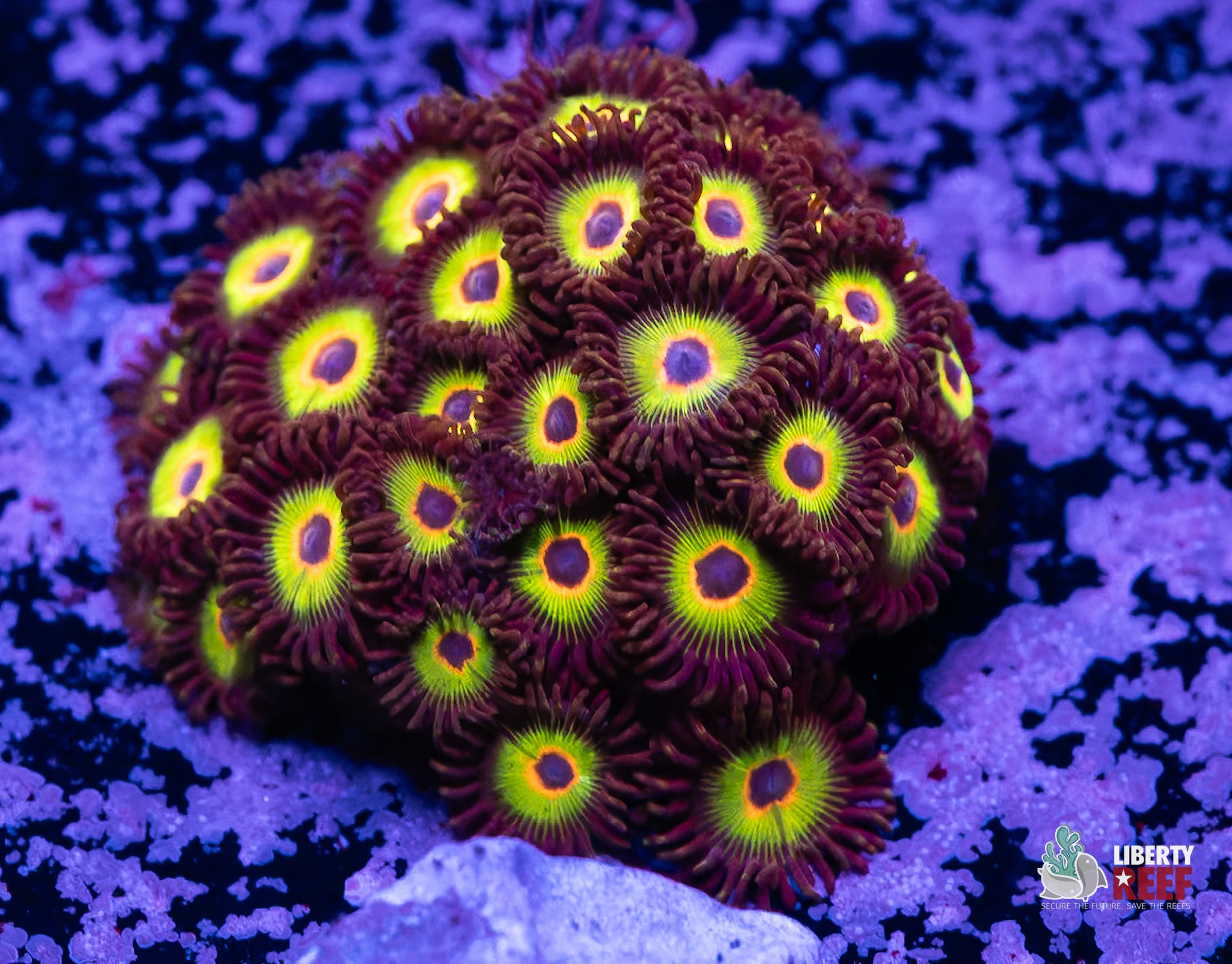 Bob Marley Zoas