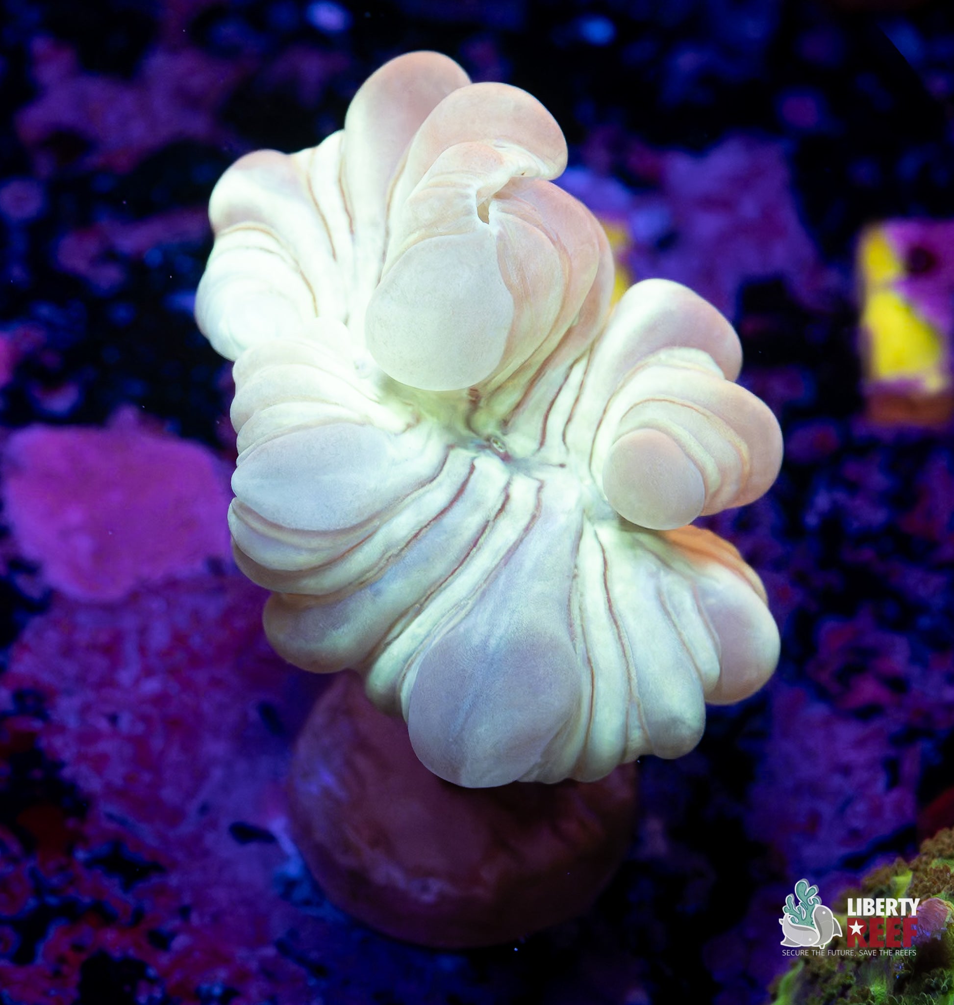 Iridescent Fox Coral