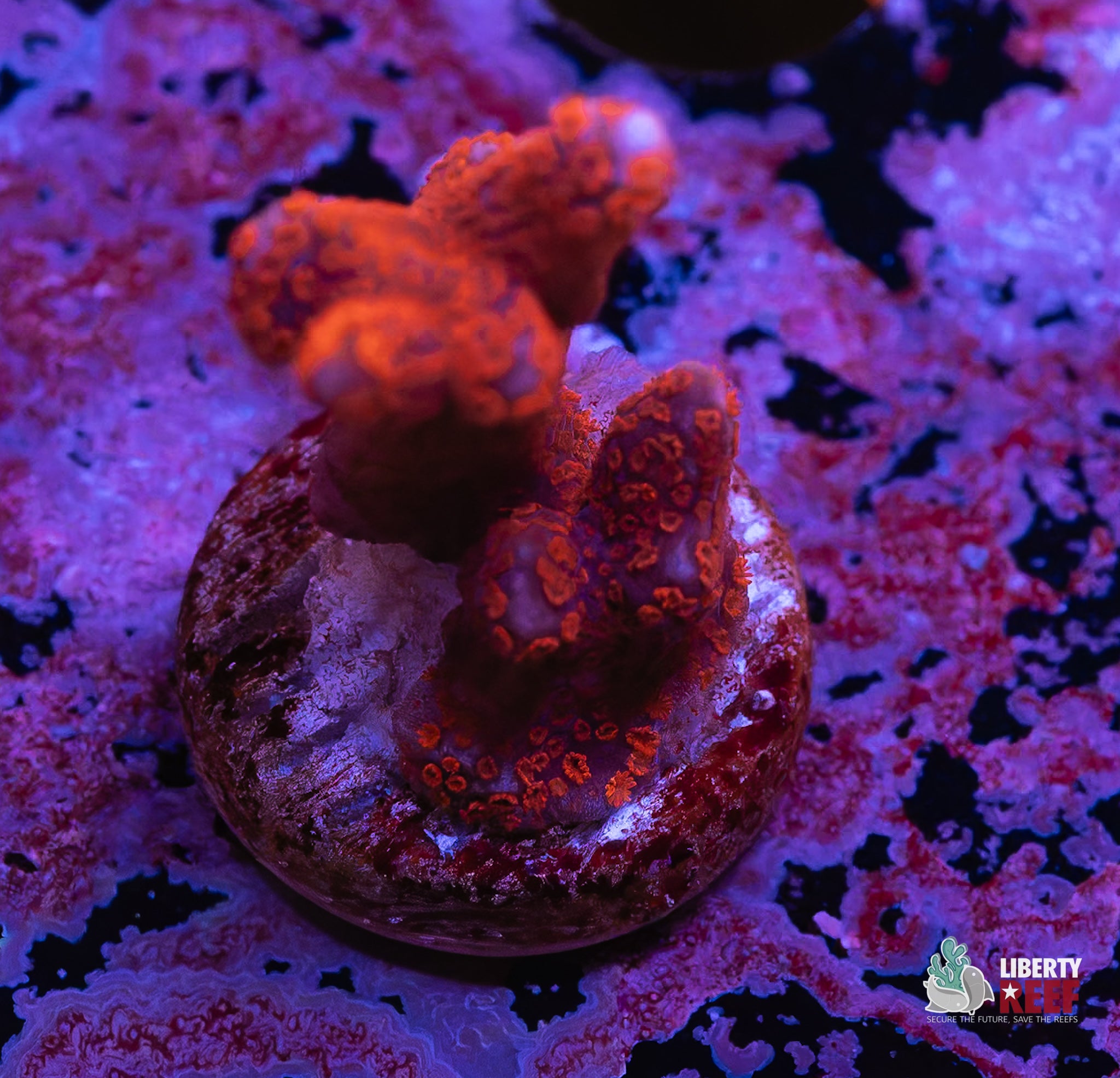 Red Montipora Digitata