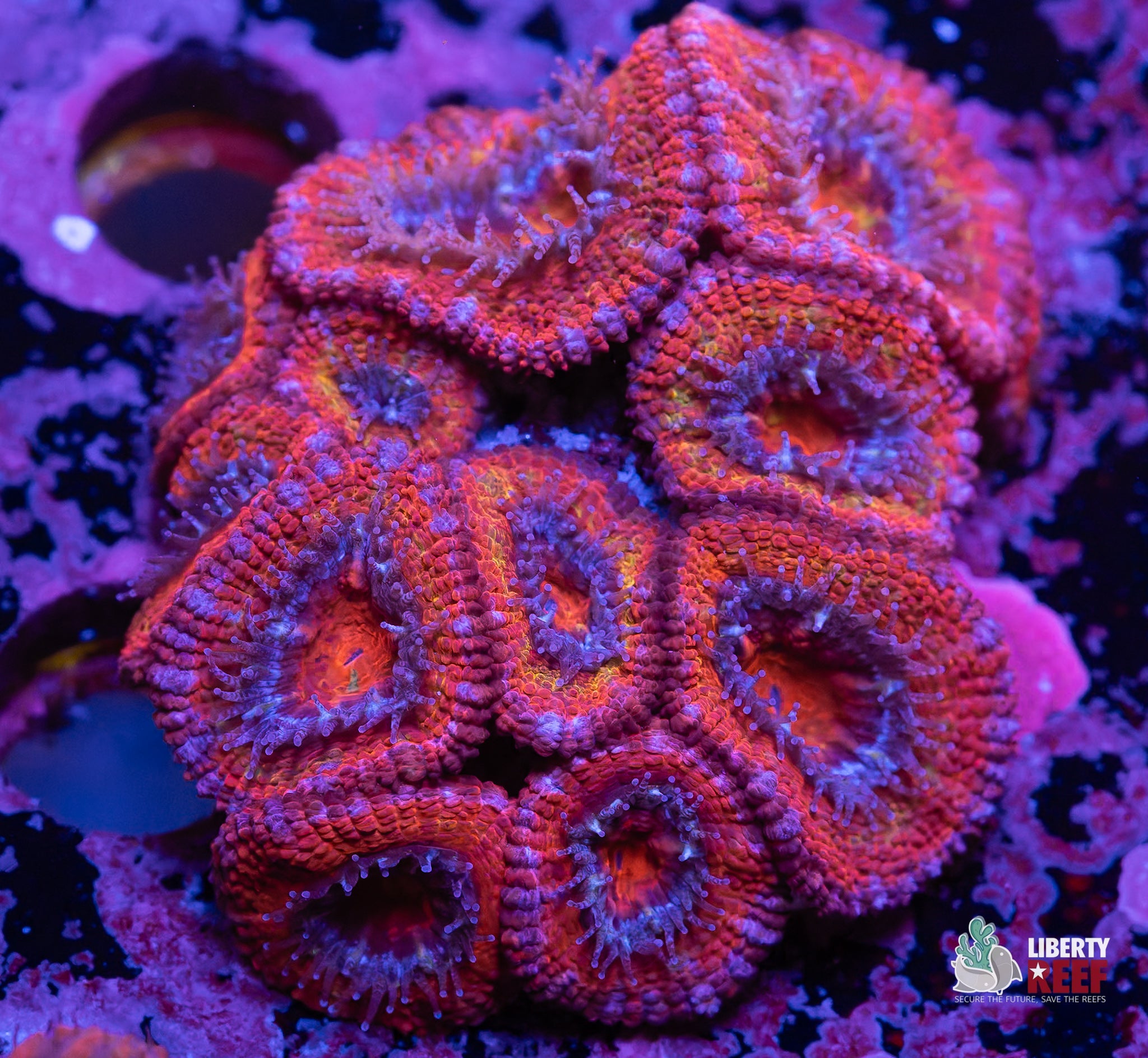Ultra Acan
