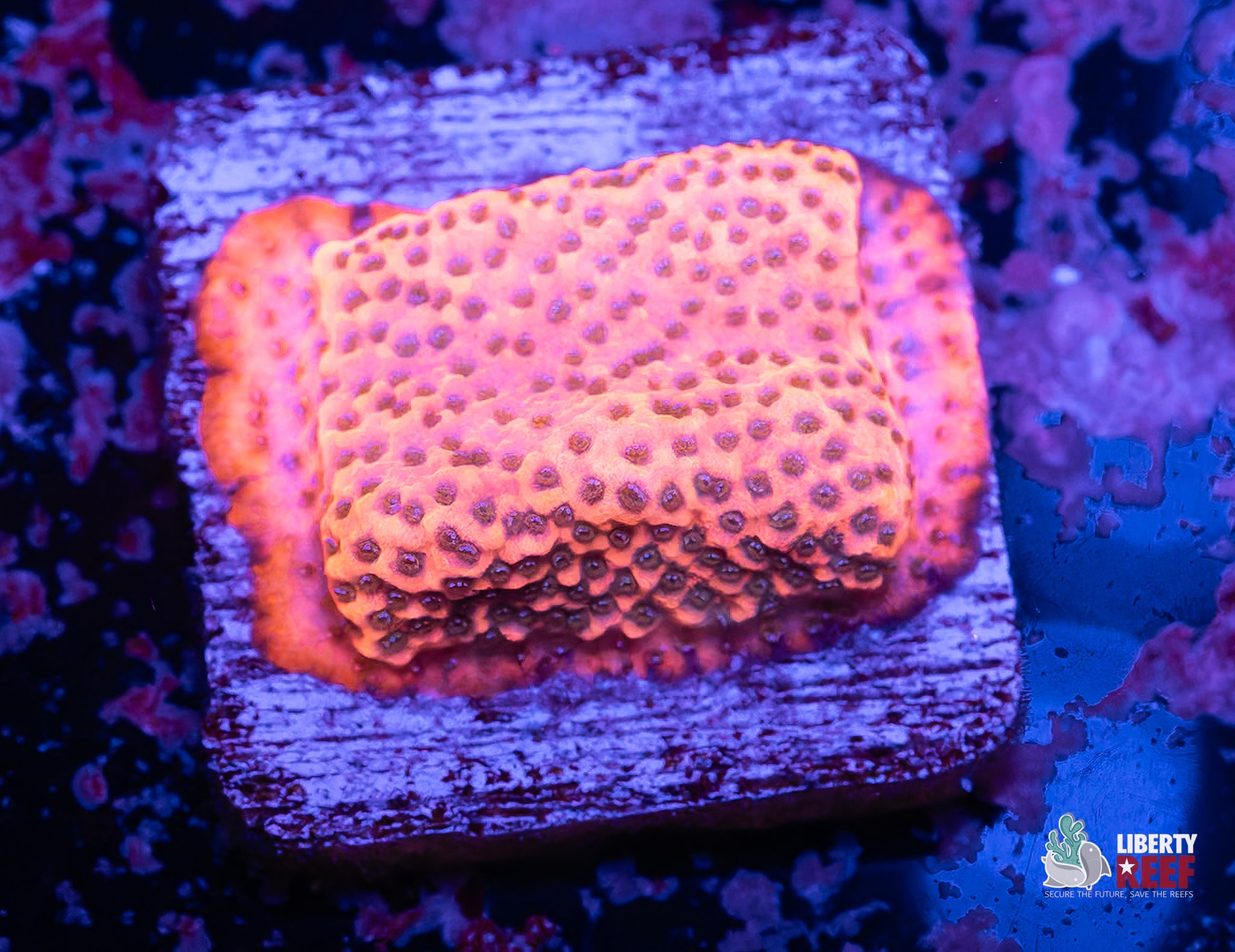 Mystic Sunset Montipora
