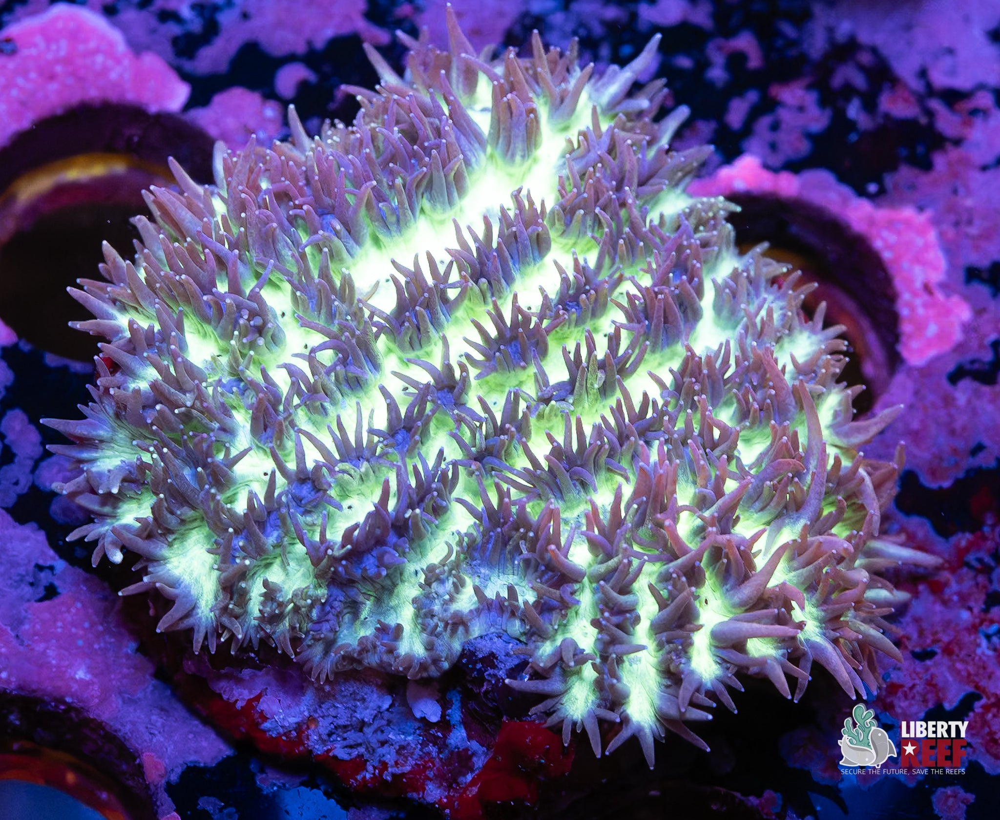 Purple Fur Palau Hydnophora