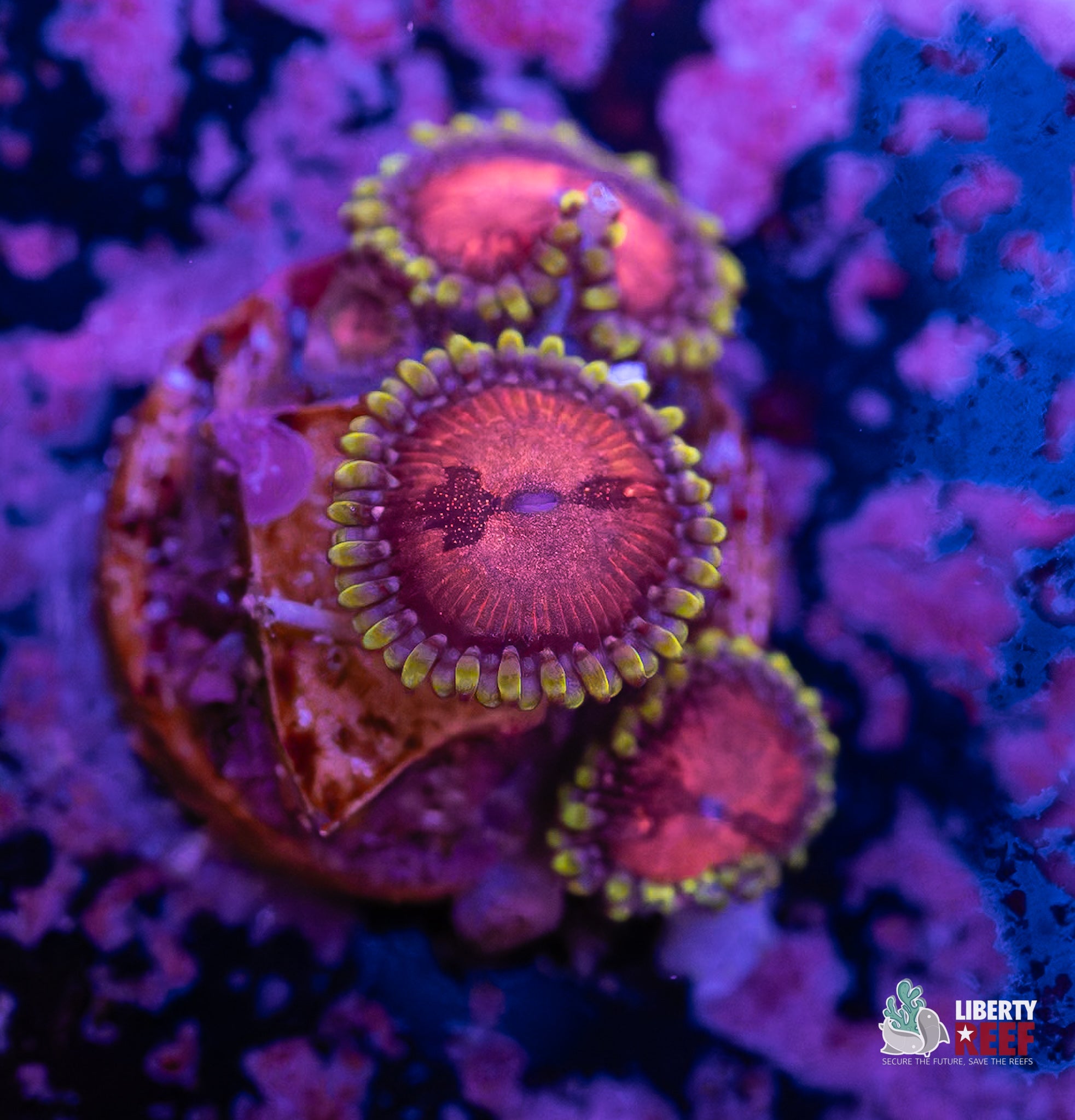 Pink Diamonds Zoas