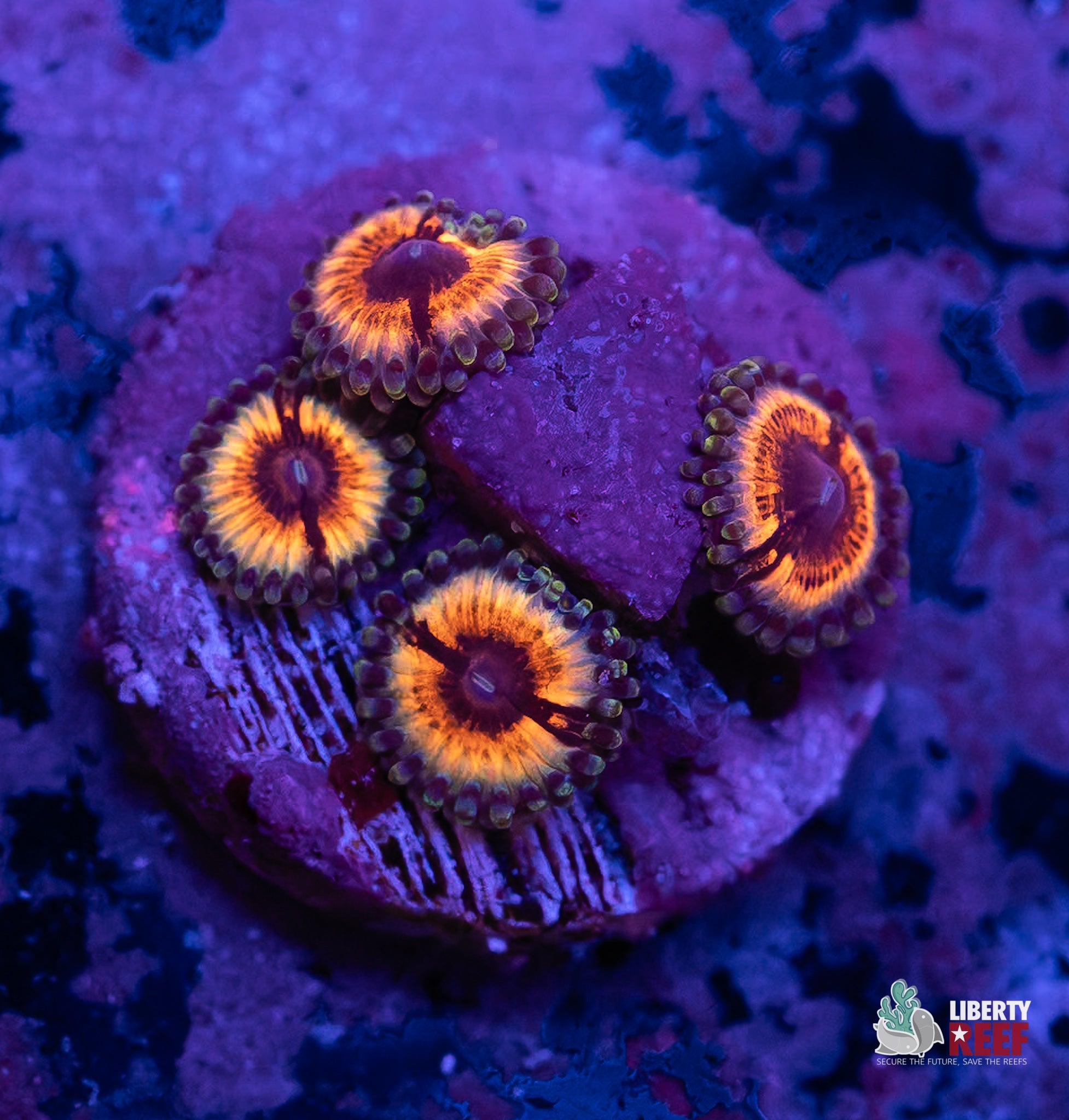 Sonic Flare Zoas
