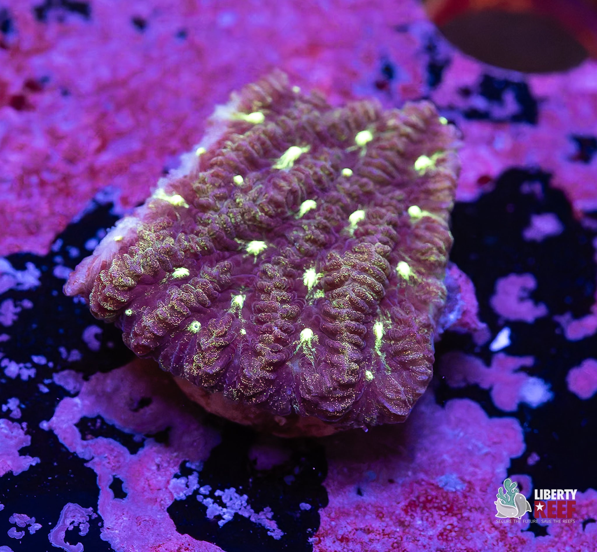 Galactic Maze Coral
