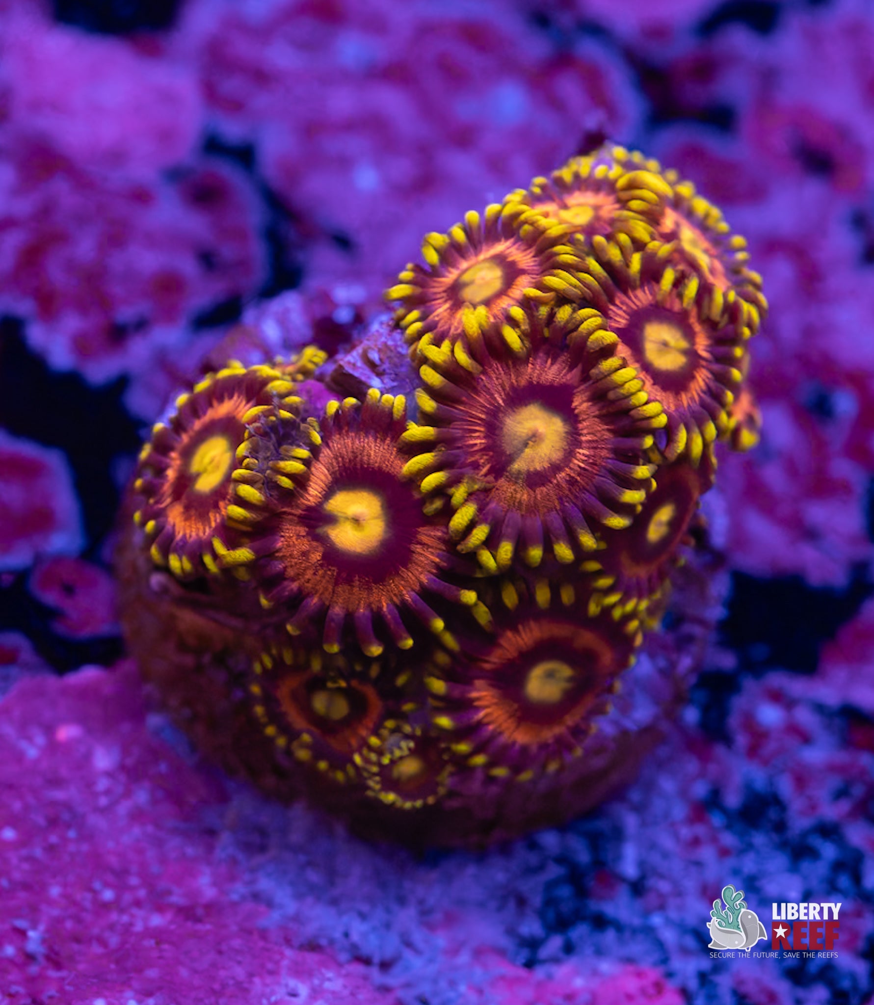 Laser Lemon Zoas