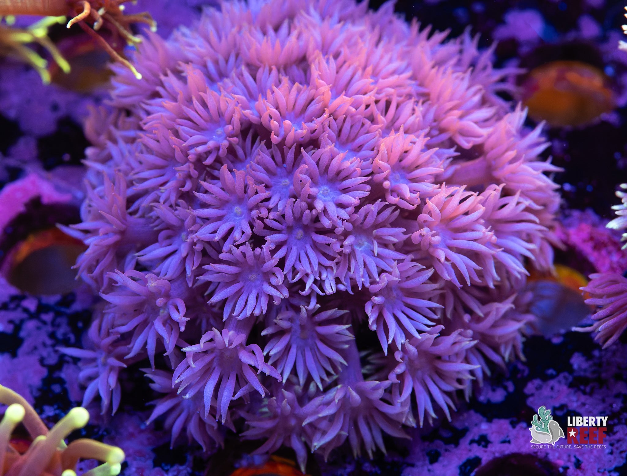 Purple Haze Goniopora