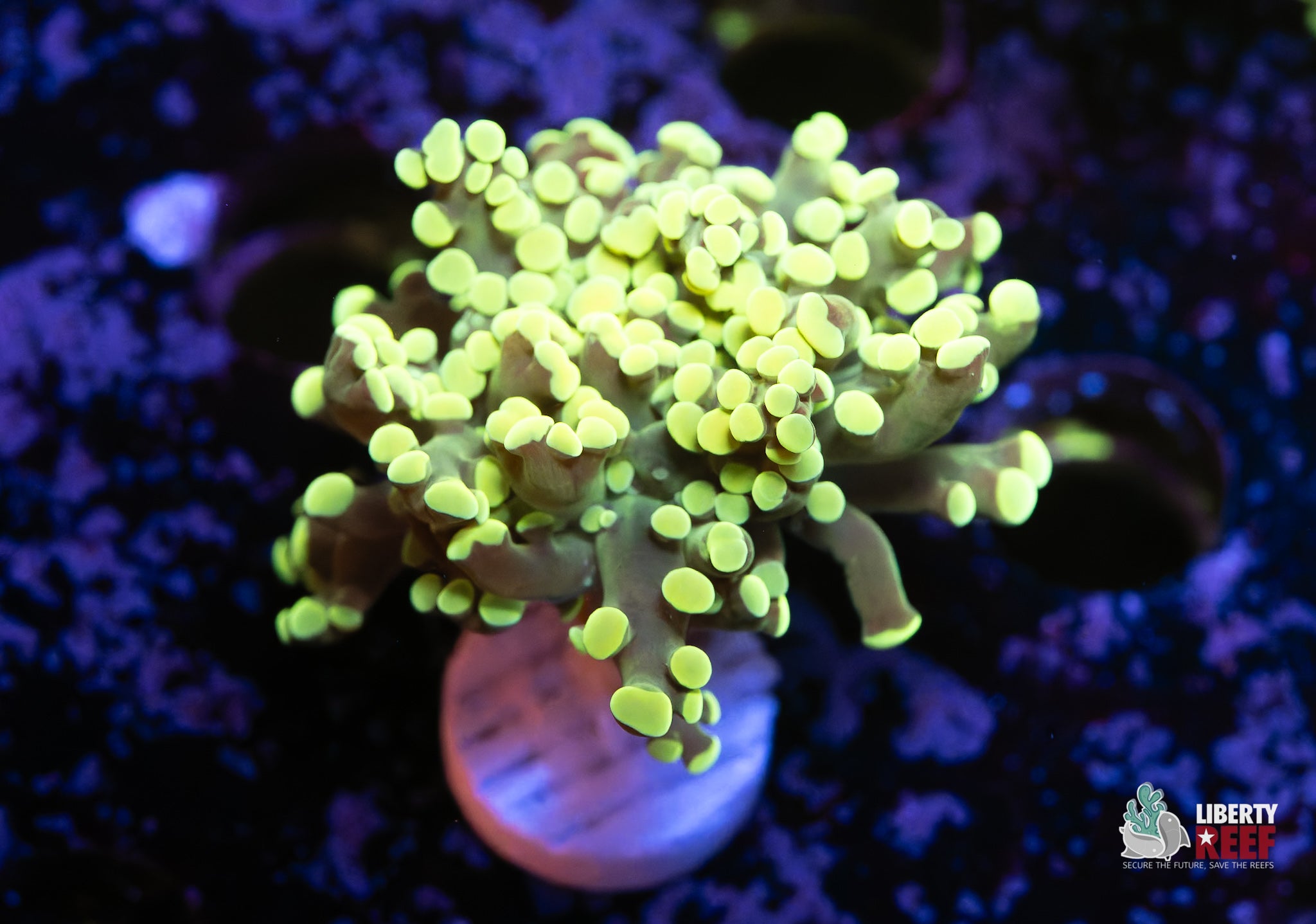 Highlighter Frogspawn