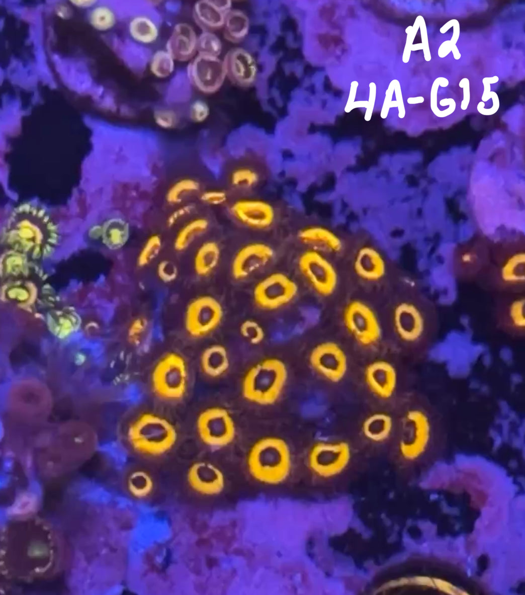 11/8 Facebook Live Auction