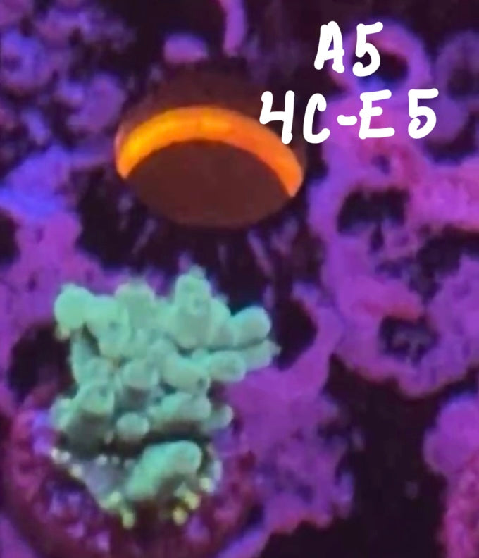 11/8 Facebook Live Auction