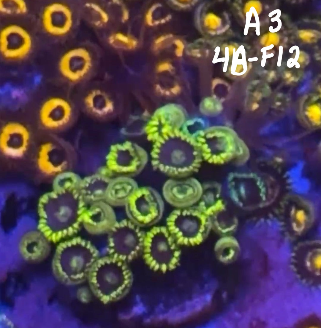 11/8 Facebook Live Auction