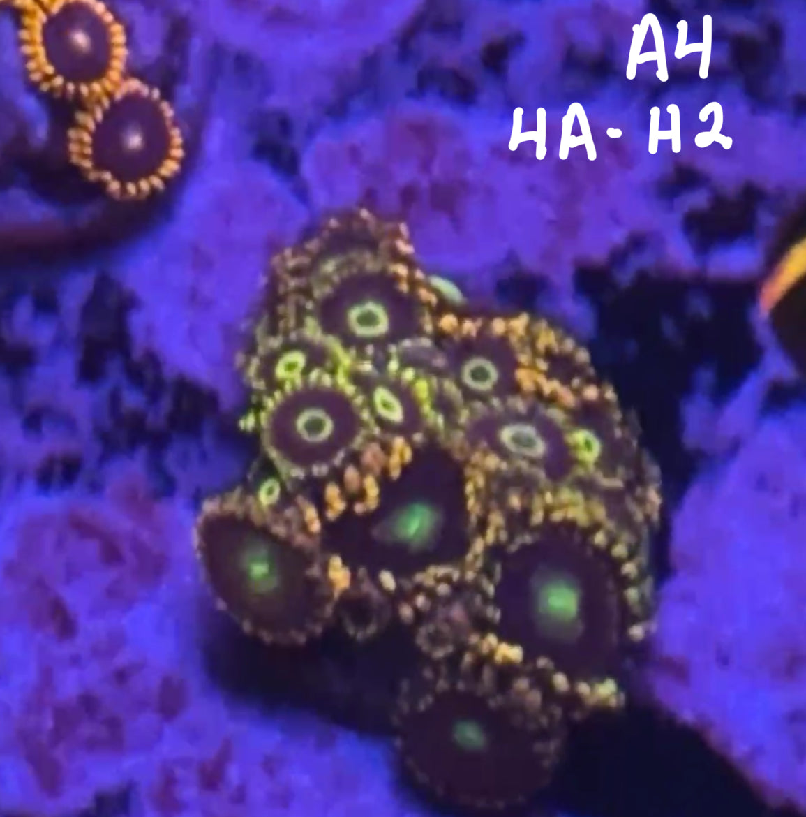 11/8 Facebook Live Auction