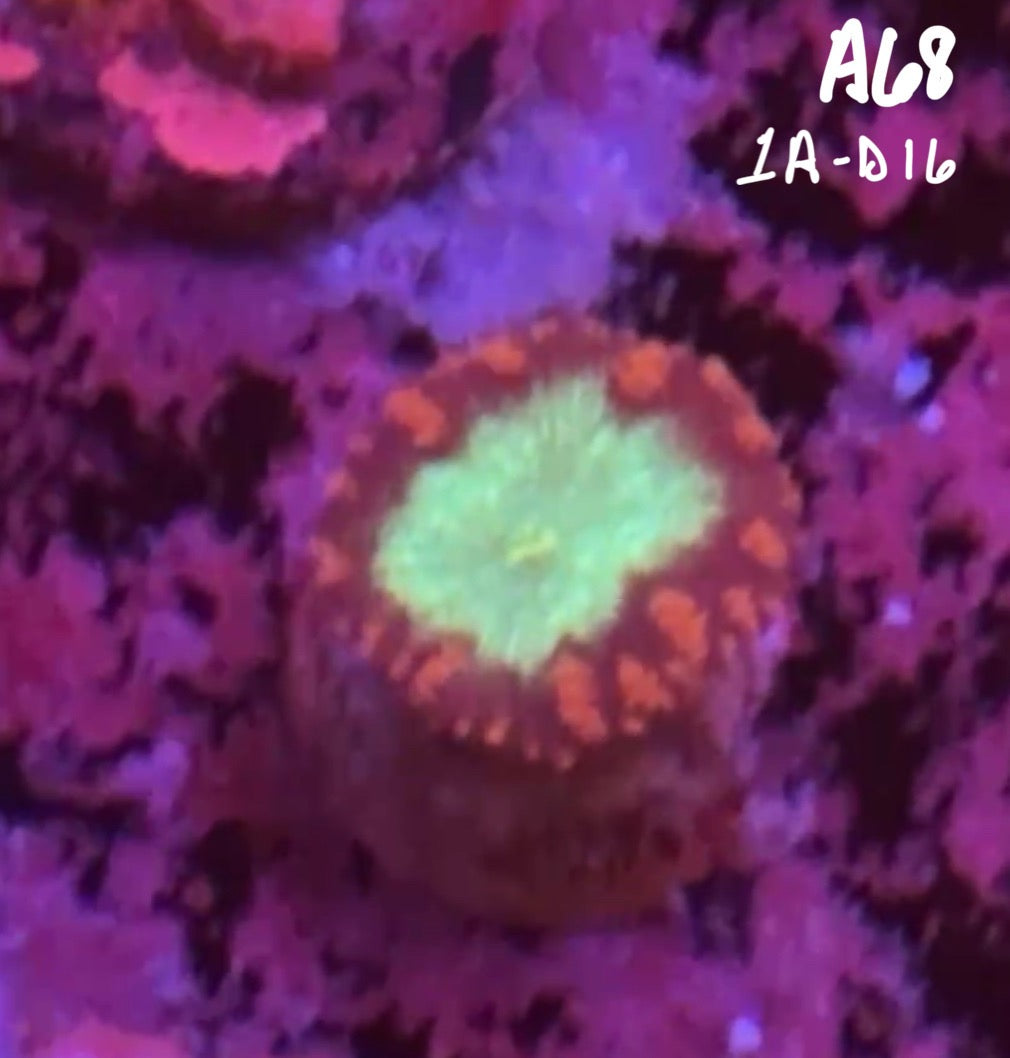 11/8 Facebook Live Auction