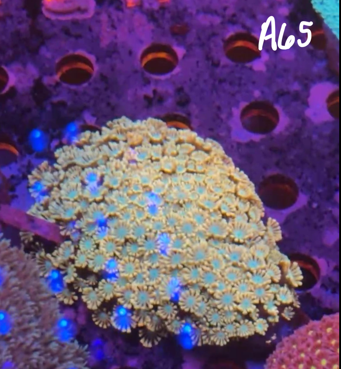 11/8 Facebook Live Auction