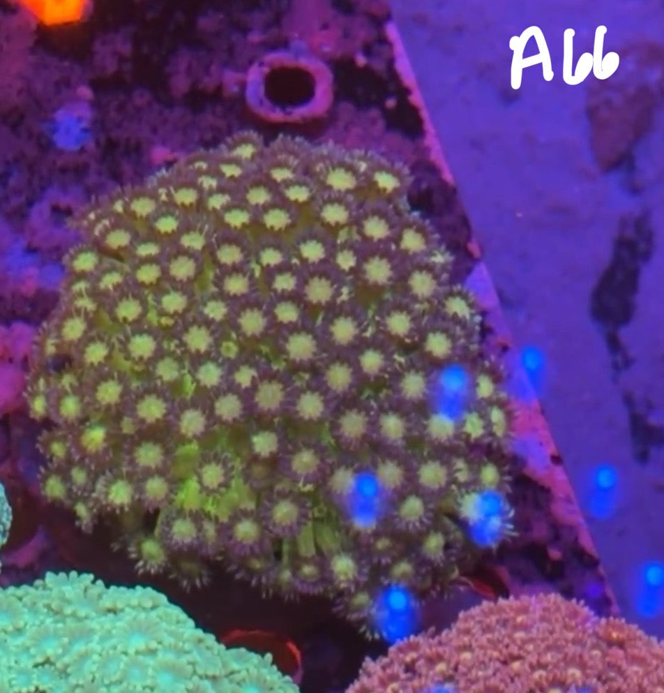 11/8 Facebook Live Auction