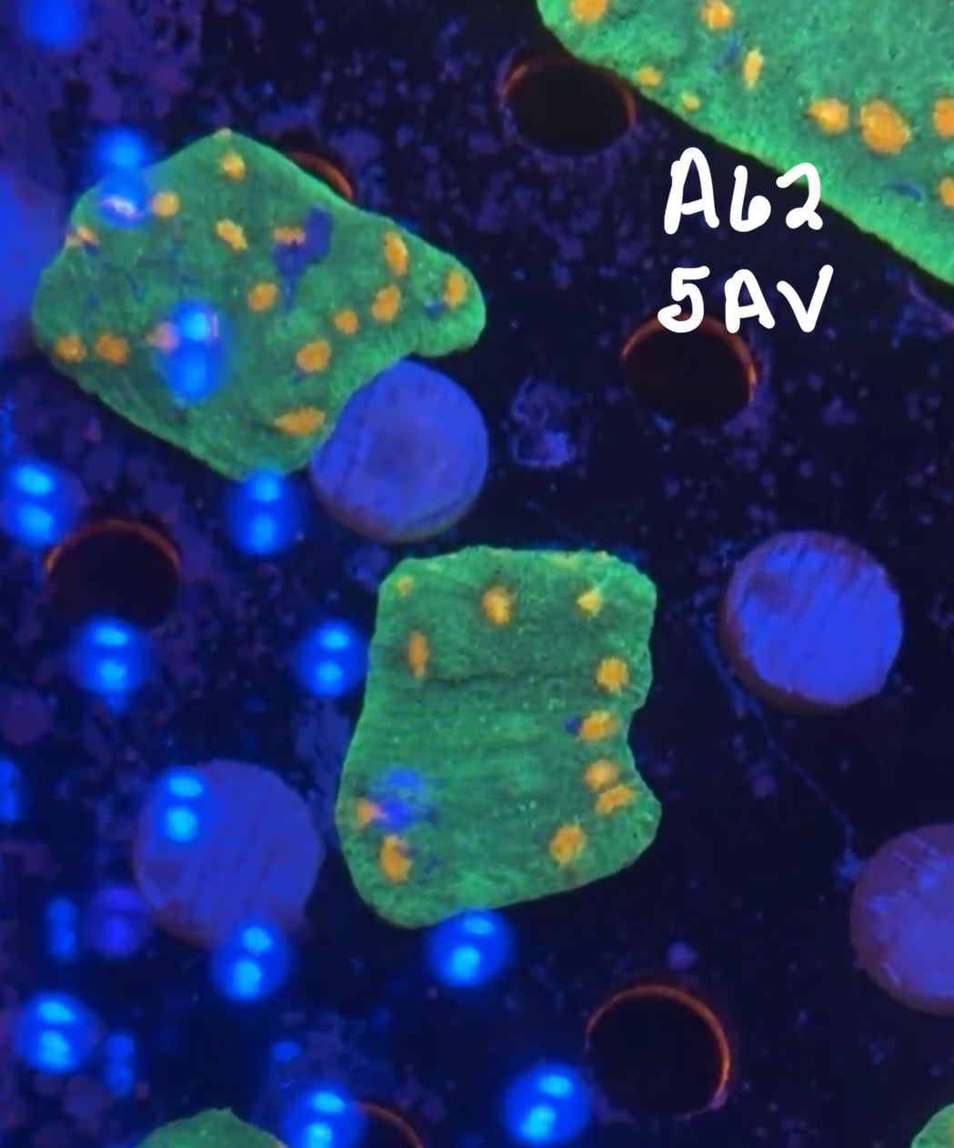 11/8 Facebook Live Auction