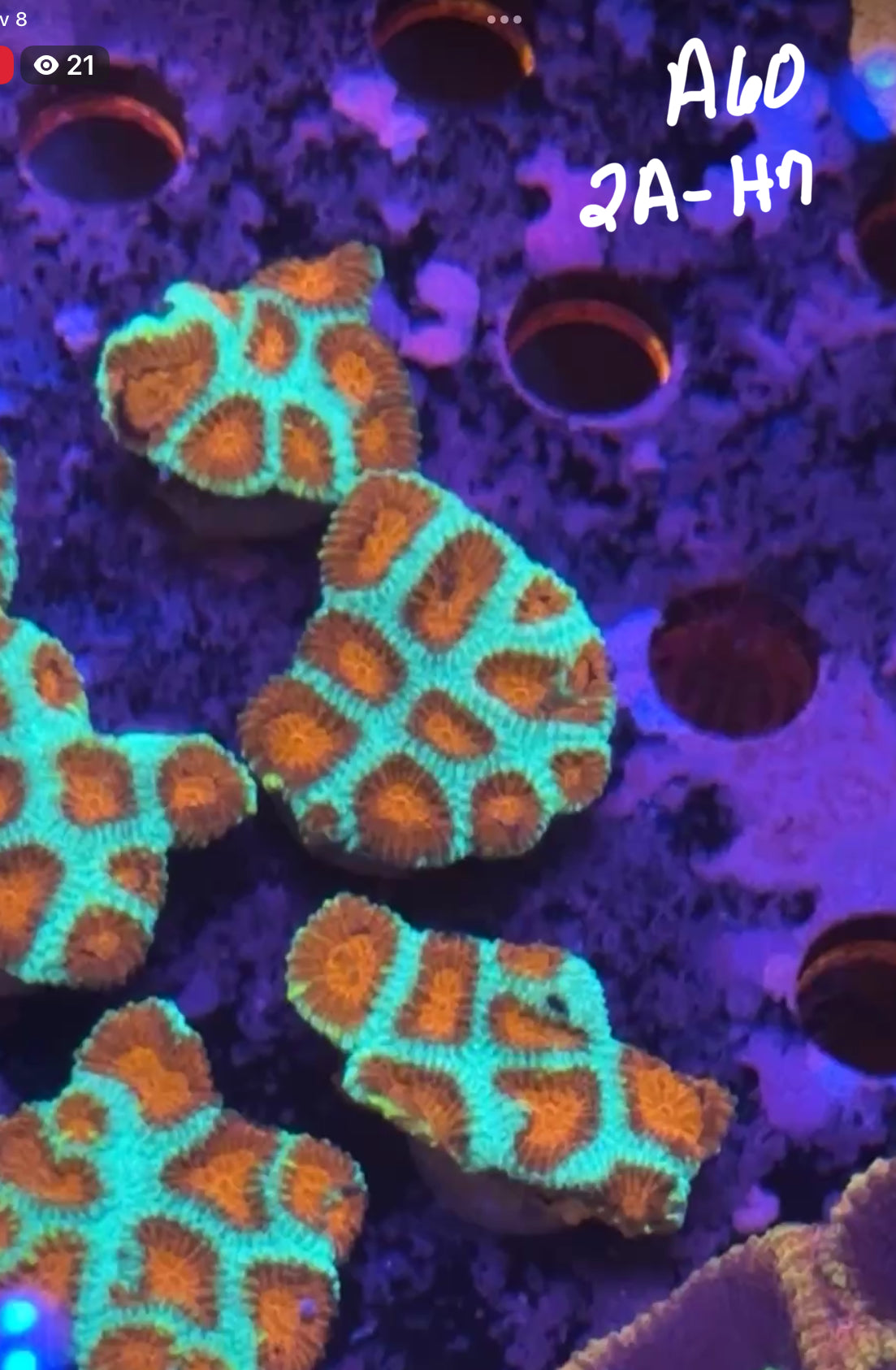 11/8 Facebook Live Auction