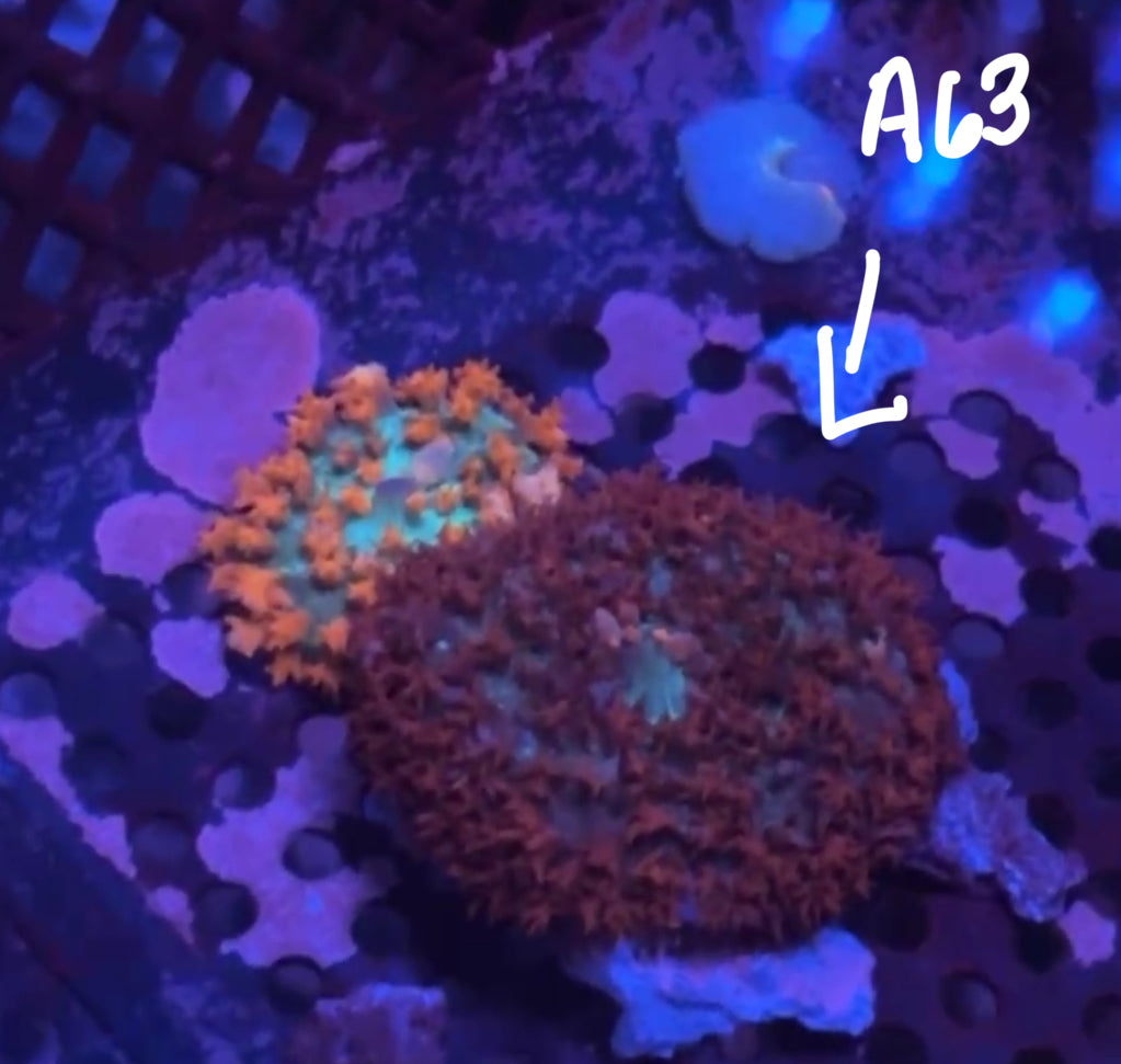 11/8 Facebook Live Auction