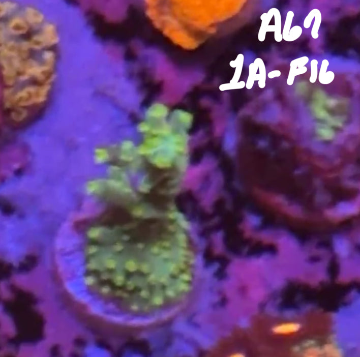 11/8 Facebook Live Auction