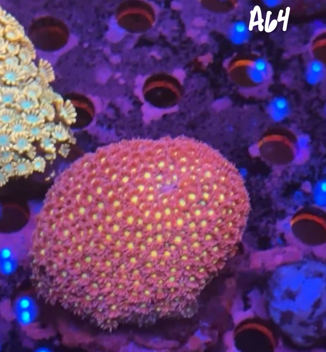 11/8 Facebook Live Auction