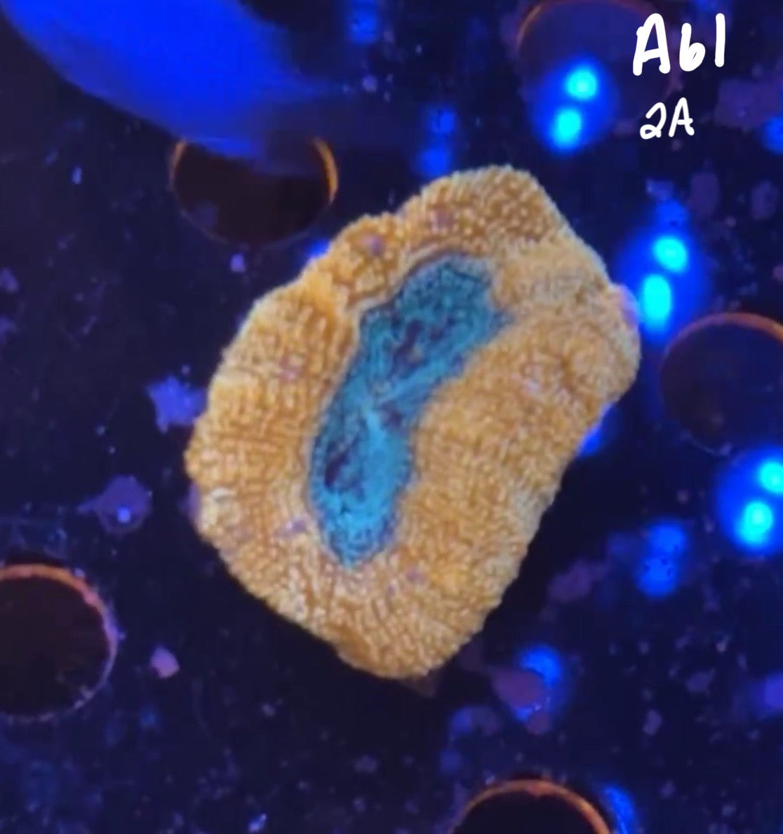 11/8 Facebook Live Auction