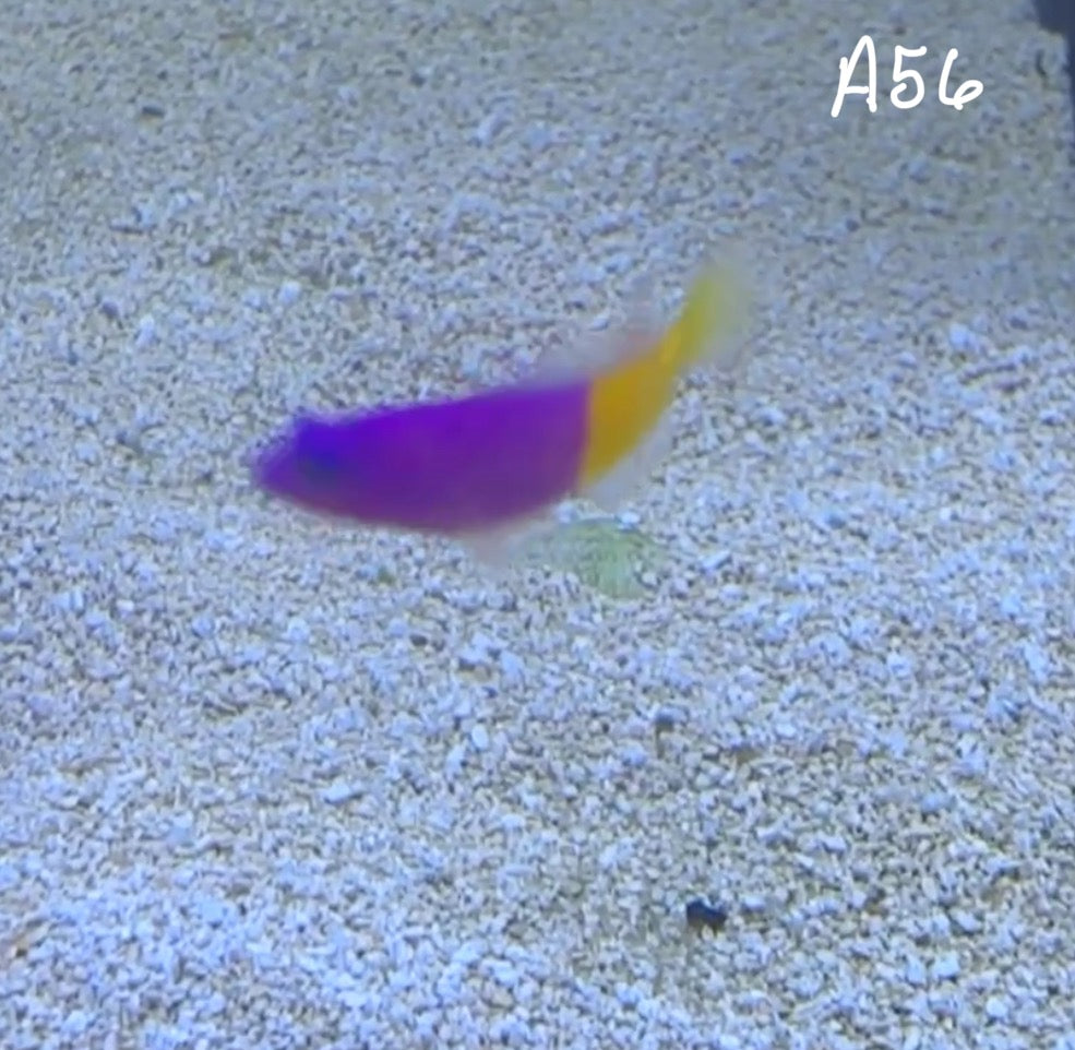 11/8 Facebook Live Auction