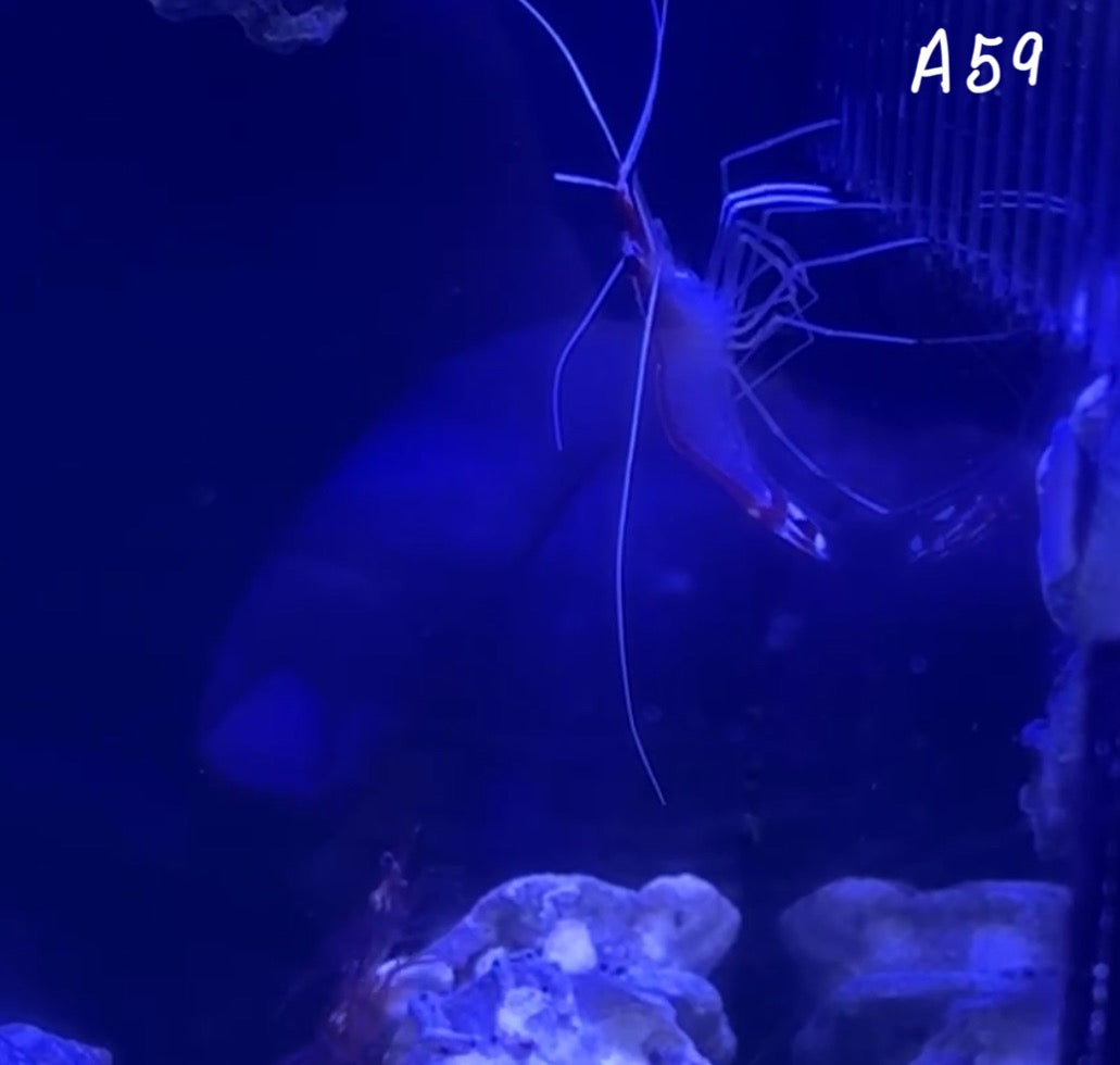 11/8 Facebook Live Auction