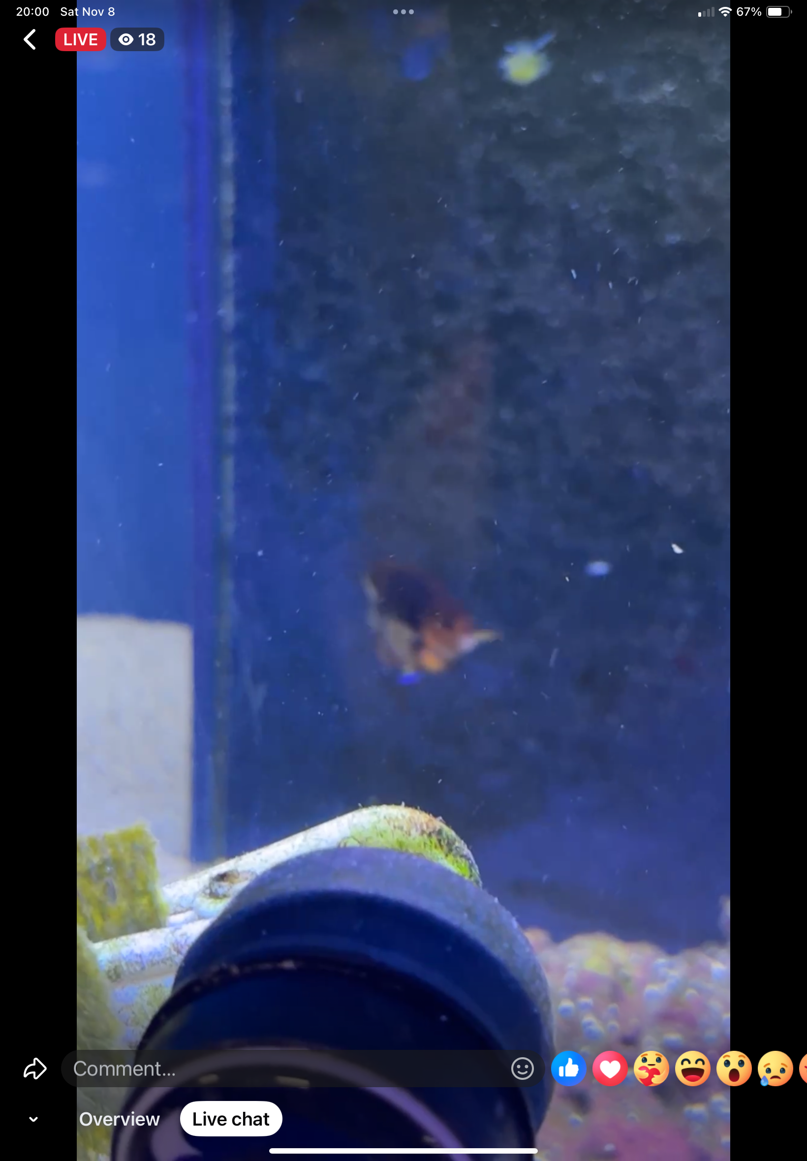 11/8 Facebook Live Auction