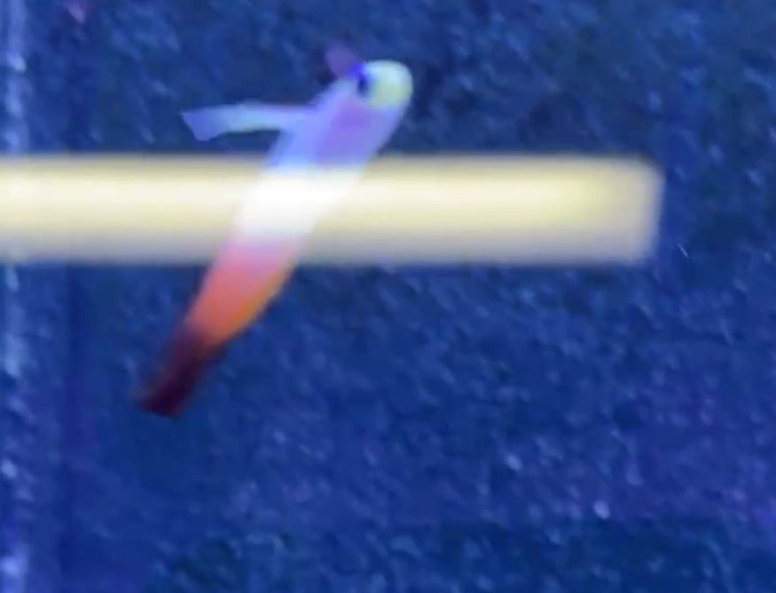 11/8 Facebook Live Auction