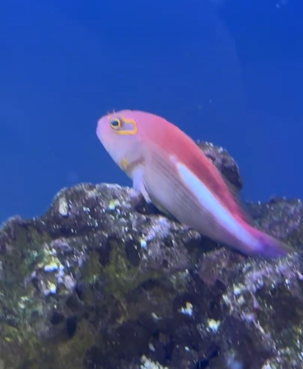 11/8 Facebook Live Auction