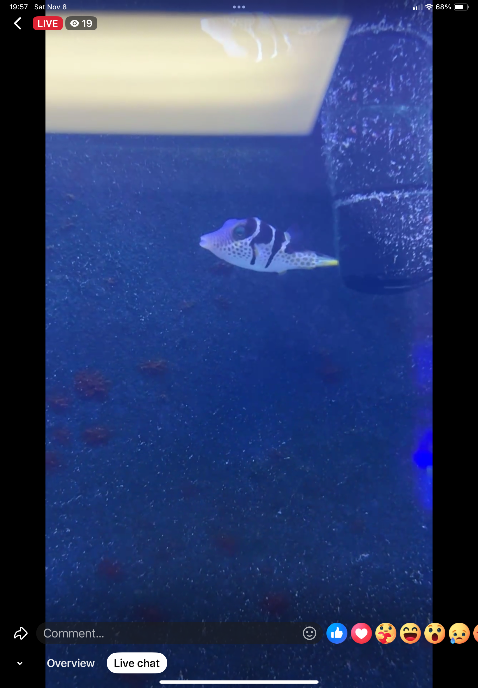 11/8 Facebook Live Auction