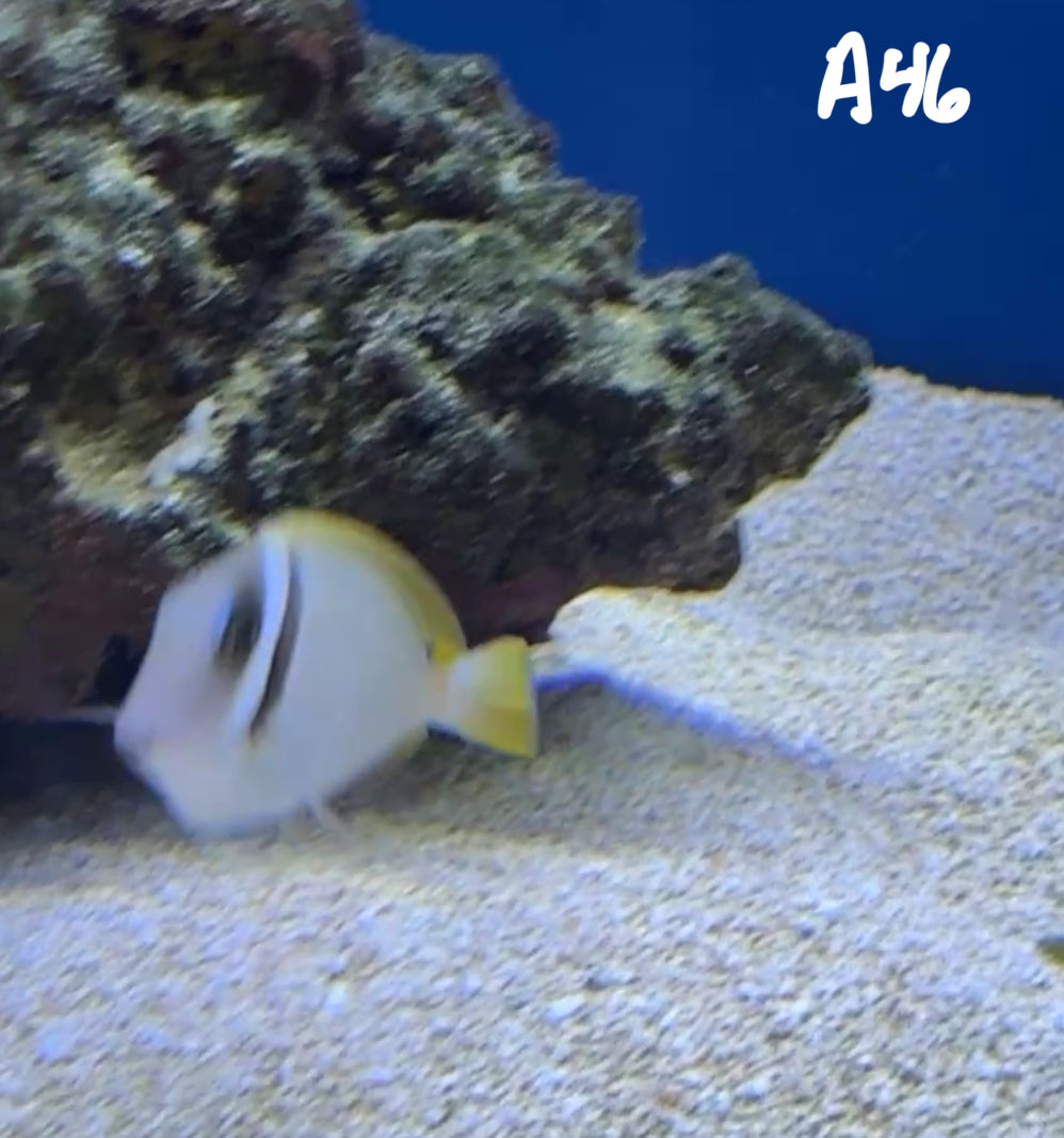 11/8 Facebook Live Auction