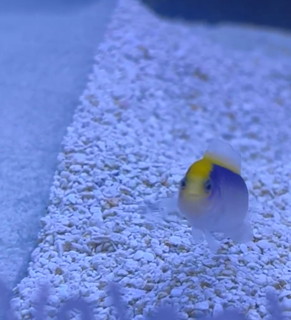 11/8 Facebook Live Auction