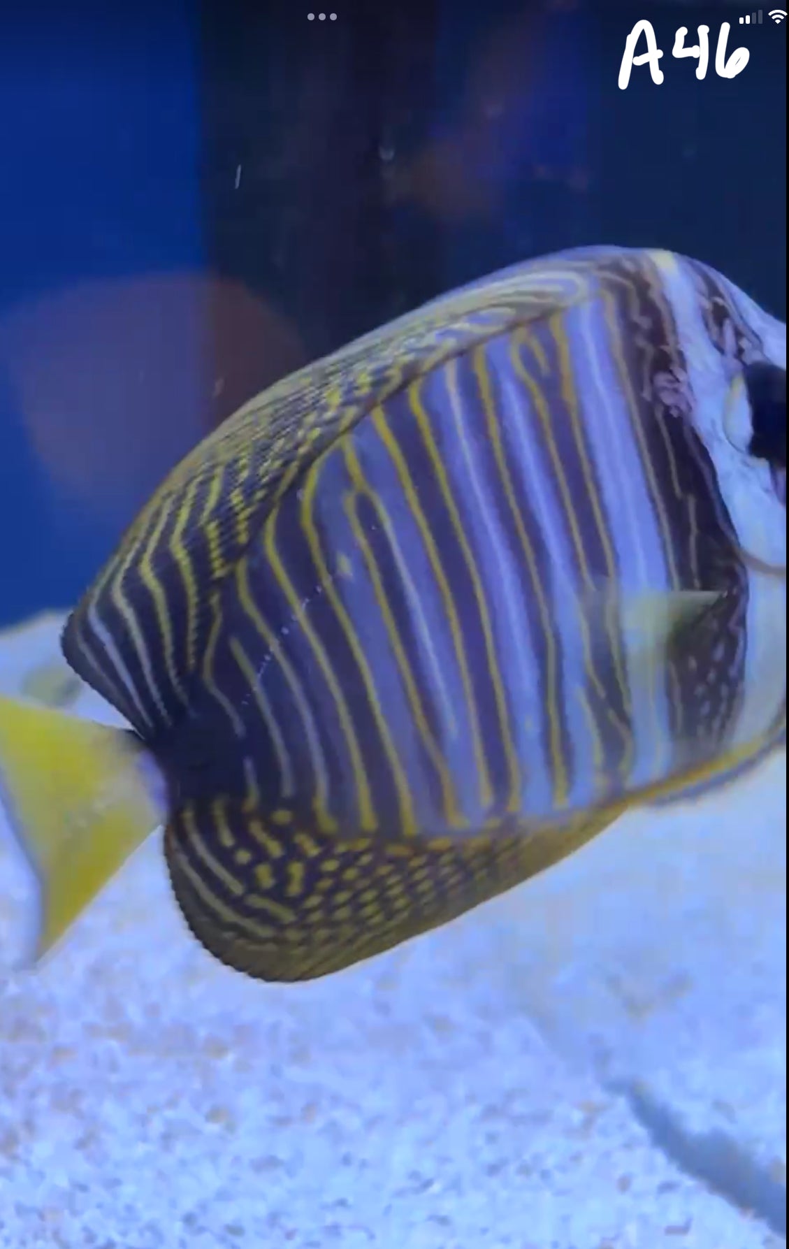 11/8 Facebook Live Auction