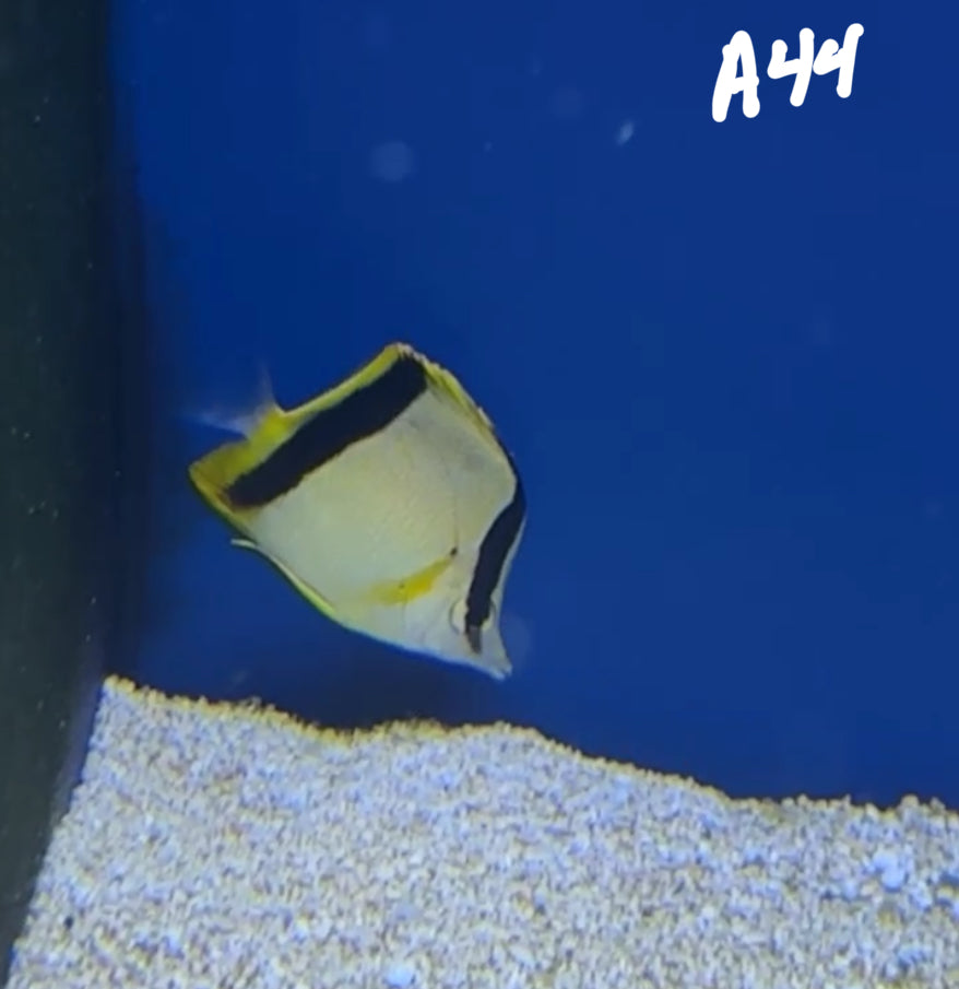 11/8 Facebook Live Auction