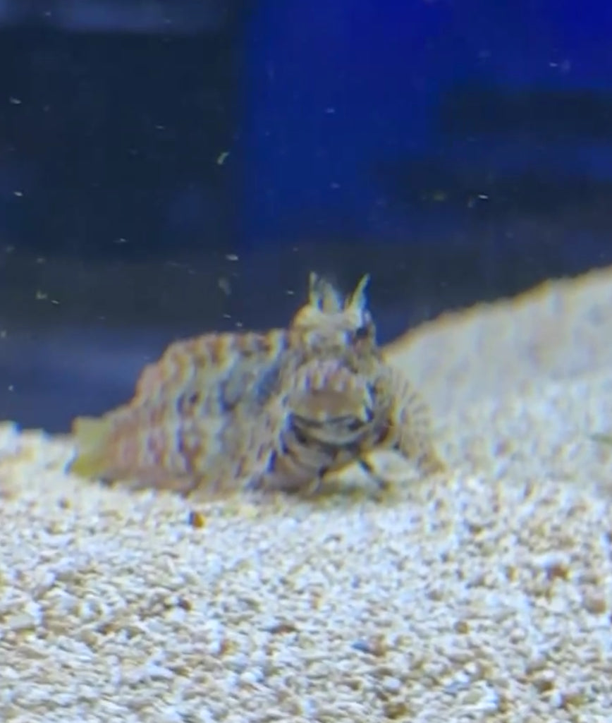 11/8 Facebook Live Auction