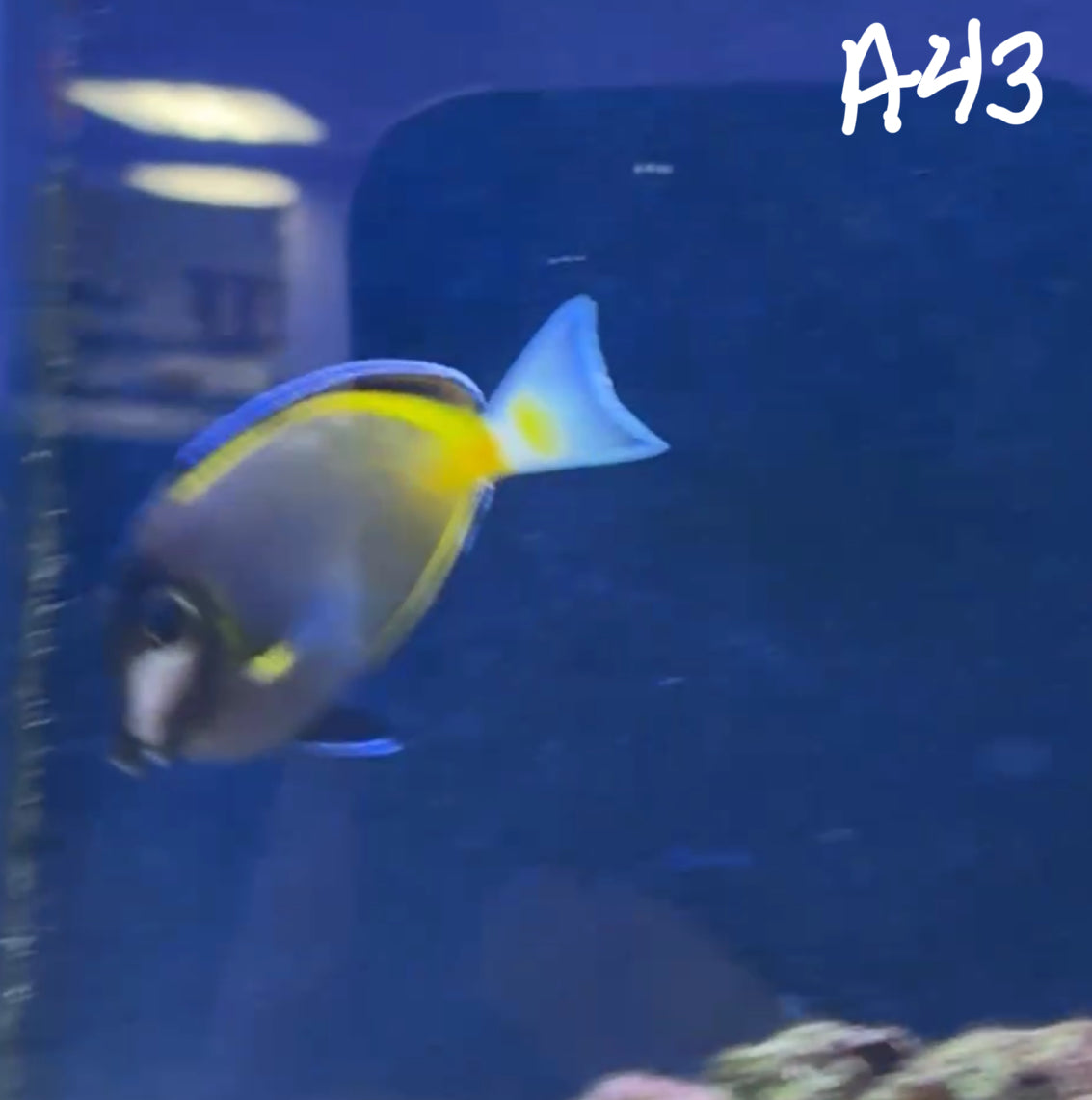 11/8 Facebook Live Auction