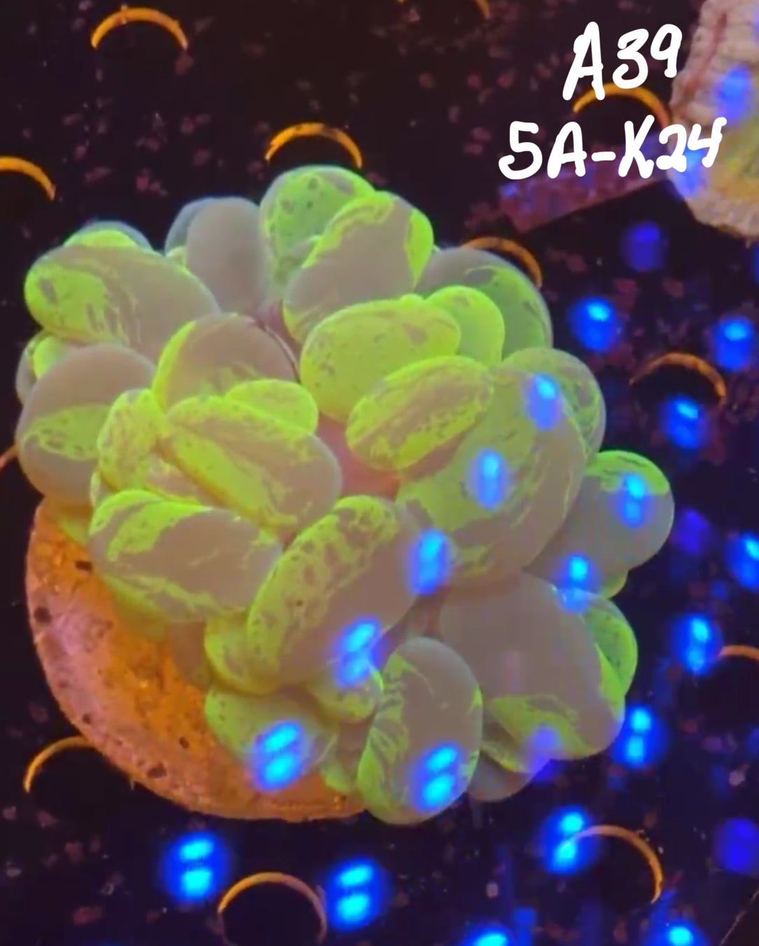 11/8 Facebook Live Auction