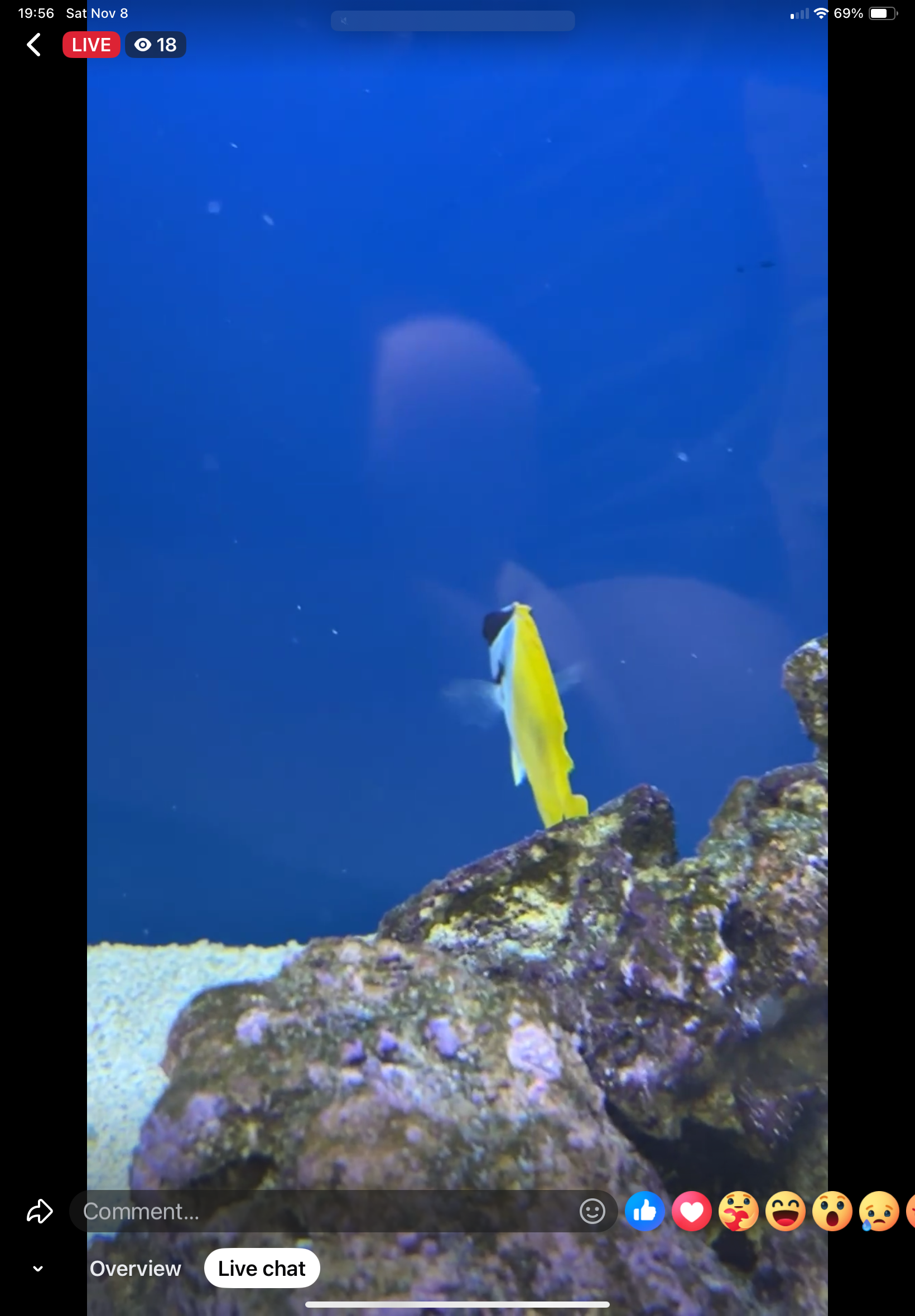 11/8 Facebook Live Auction