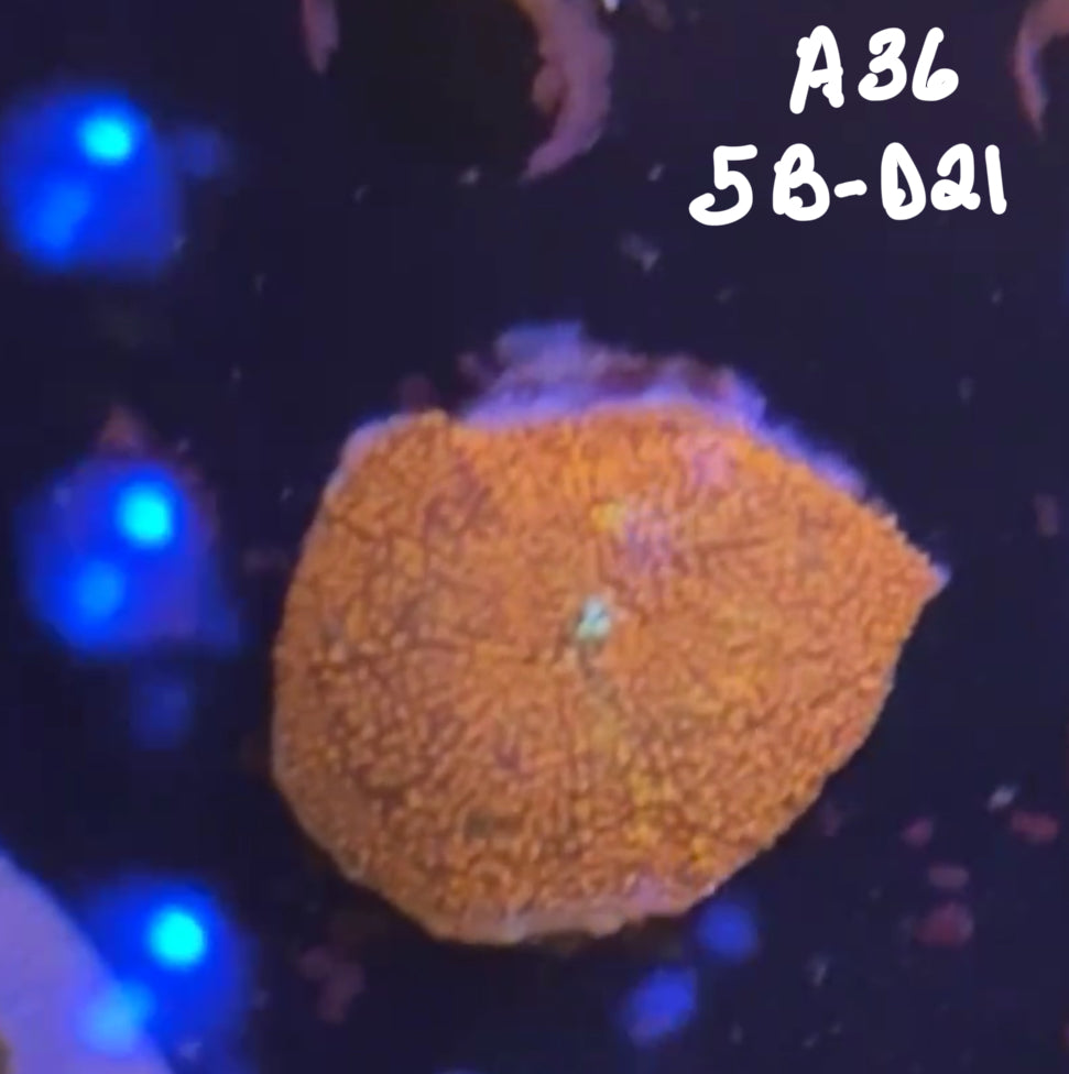 11/8 Facebook Live Auction